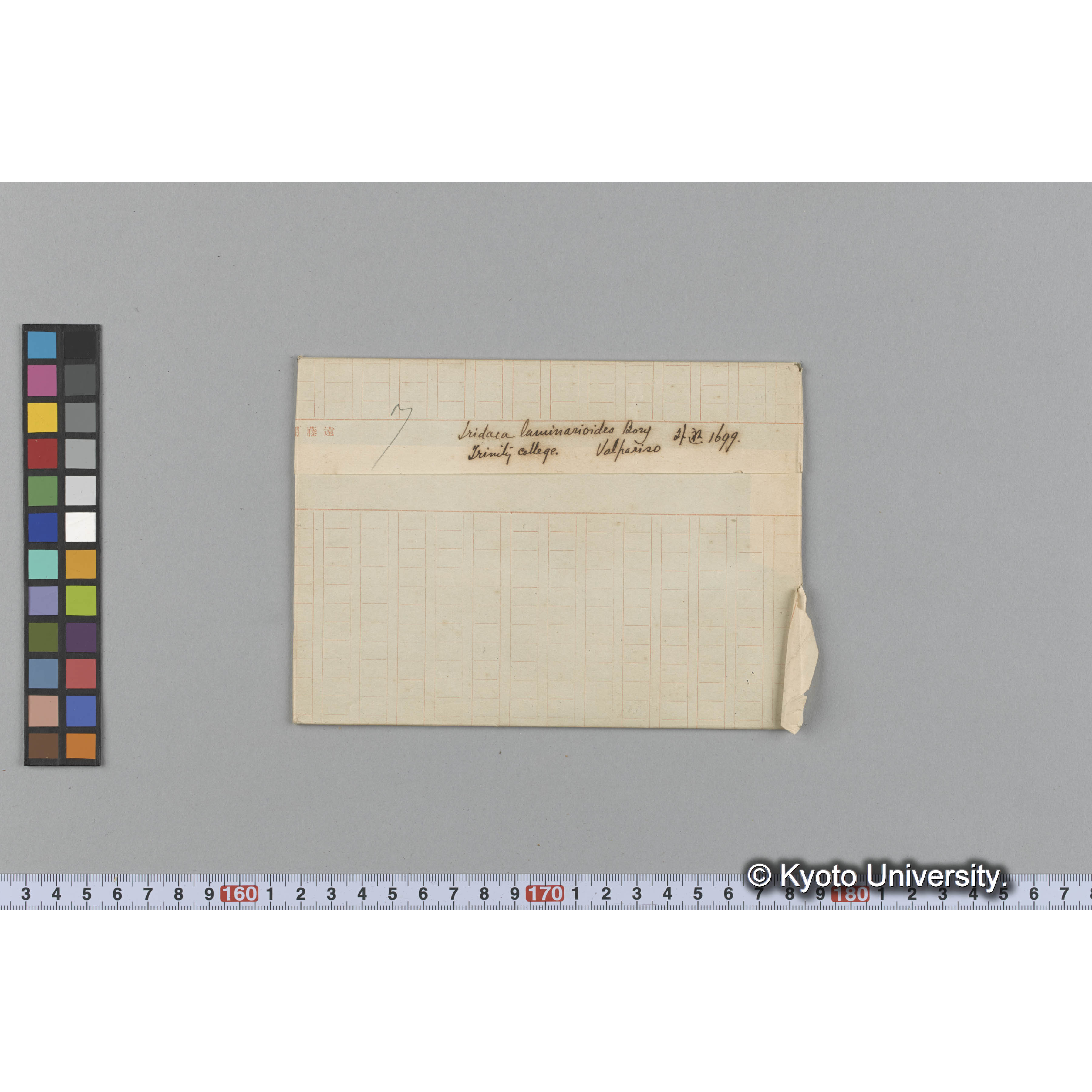 Iridaea laminarioides Bory / Trinity College / Valpariso / 外遊 1699 （写真帳番号 74） (1)