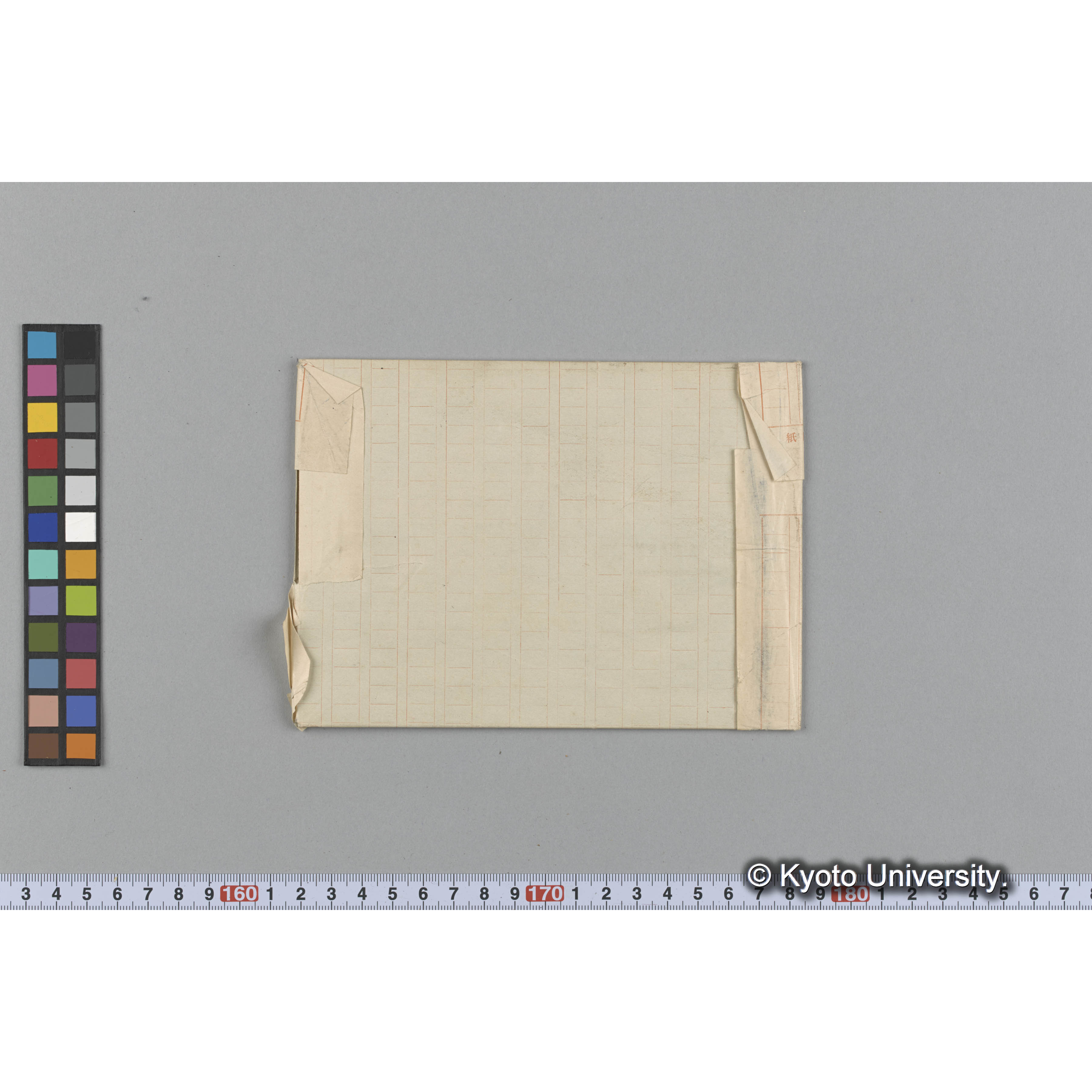 Iridaea laminarioides Bory / Trinity College / Valpariso / 外遊 1699 （写真帳番号 74） (2)