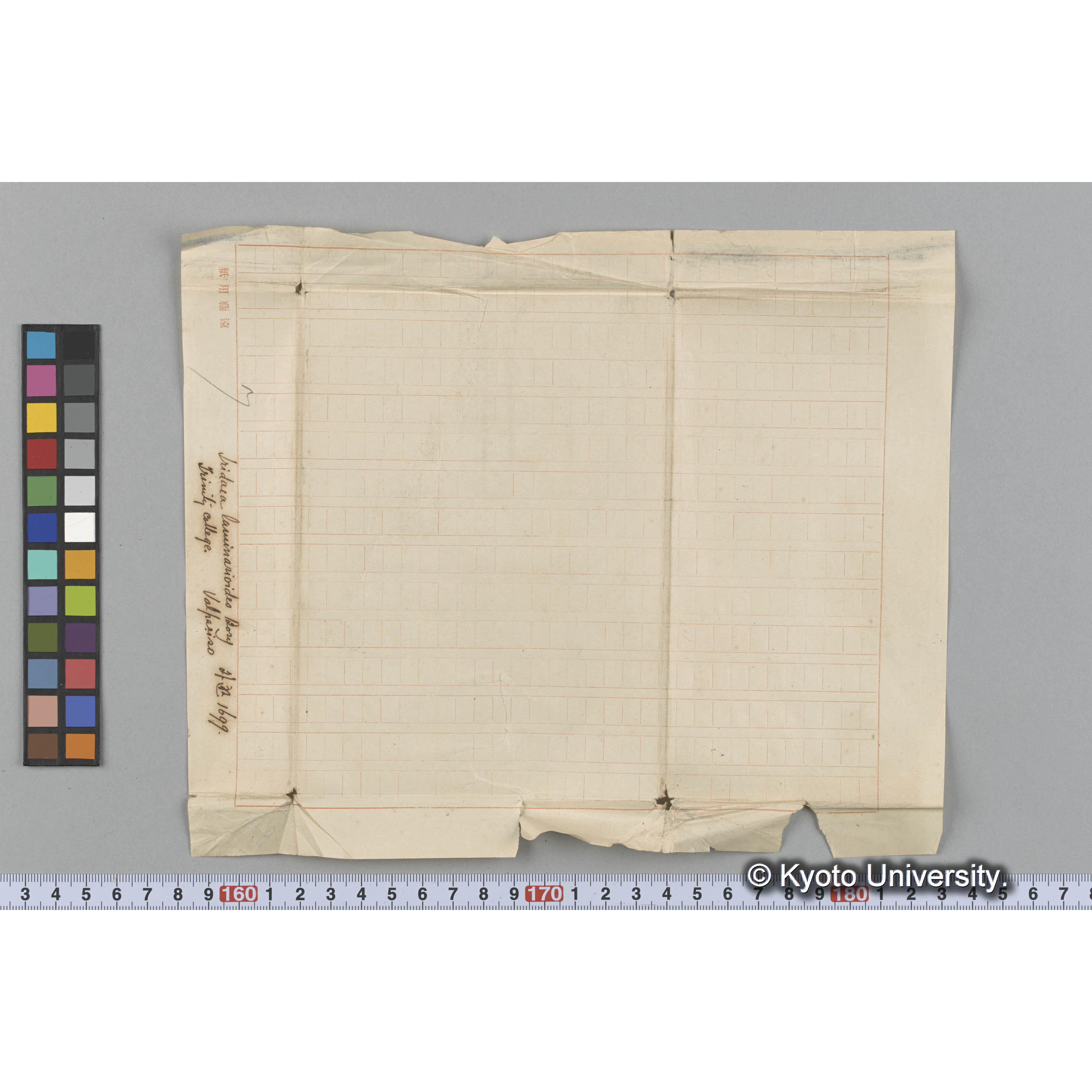 Iridaea laminarioides Bory / Trinity College / Valpariso / 外遊 1699 （写真帳番号 74） (3)