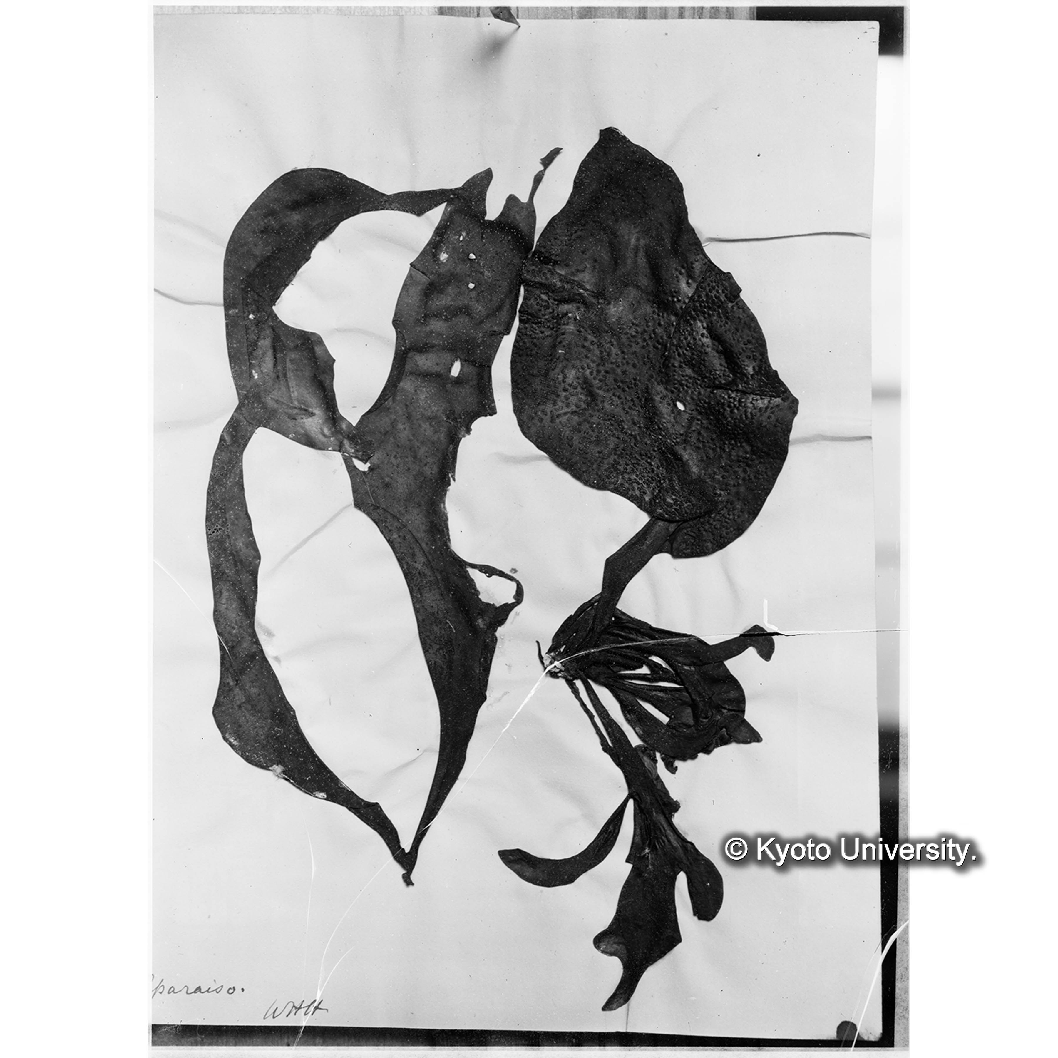 Iridaea laminarioides Bory / Trinity College / Valpariso / 外遊 1699 （写真帳番号 74） (4)