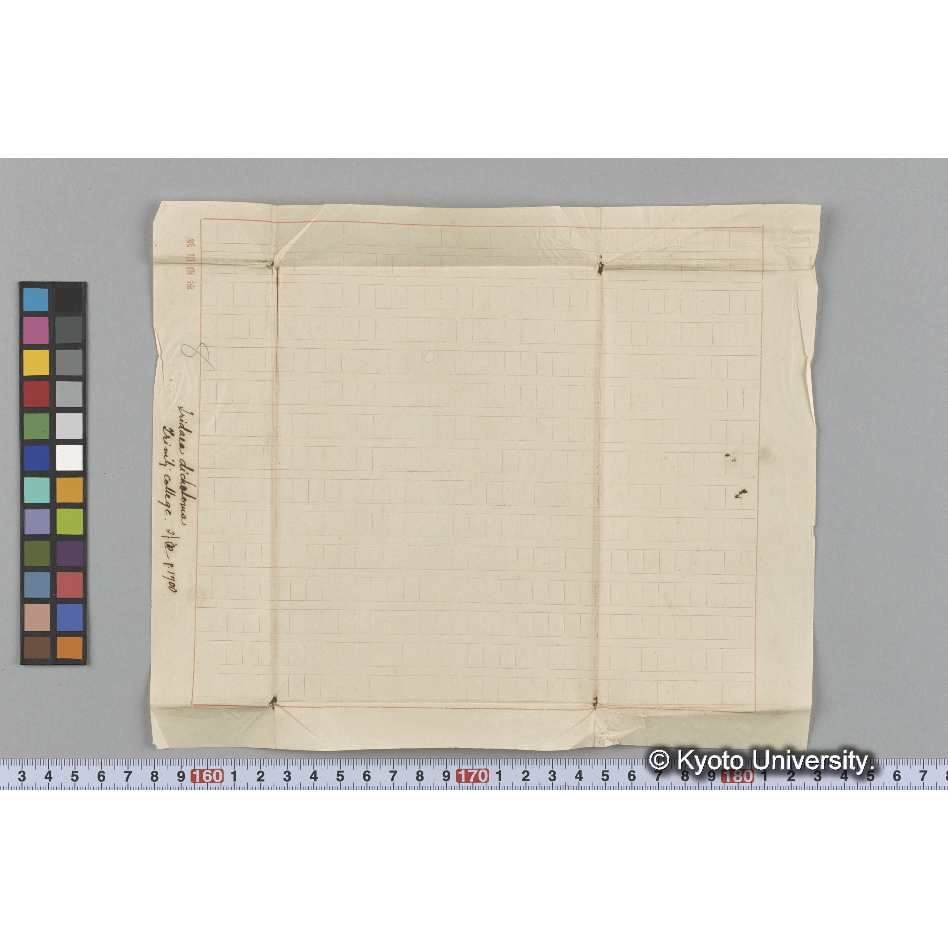 Iridaea dichotoma / Trinity College / 外遊　p.1700 （写真帳番号 73） (3)