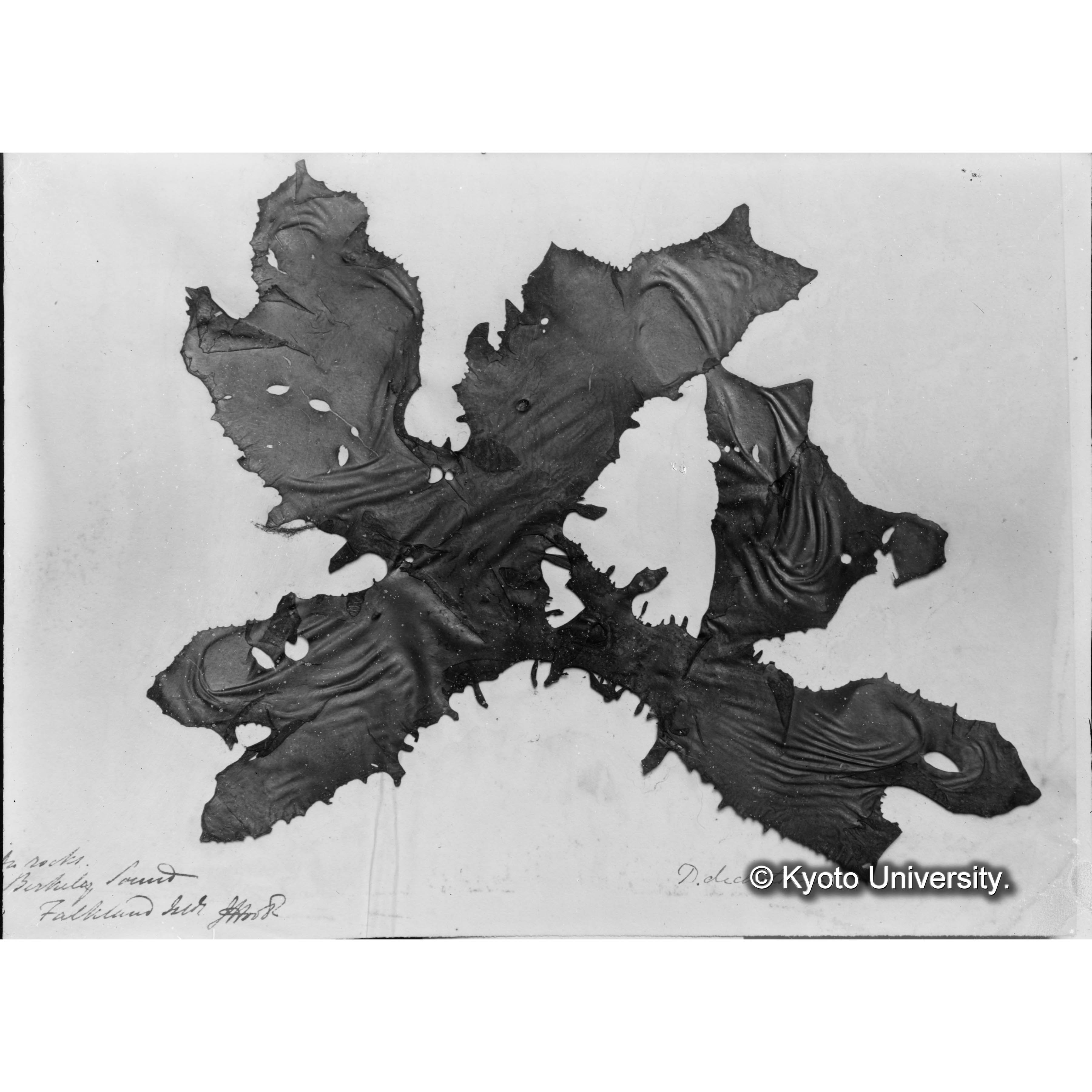 Iridaea dichotoma / Trinity College / 外遊　p.1700 （写真帳番号 73） (4)
