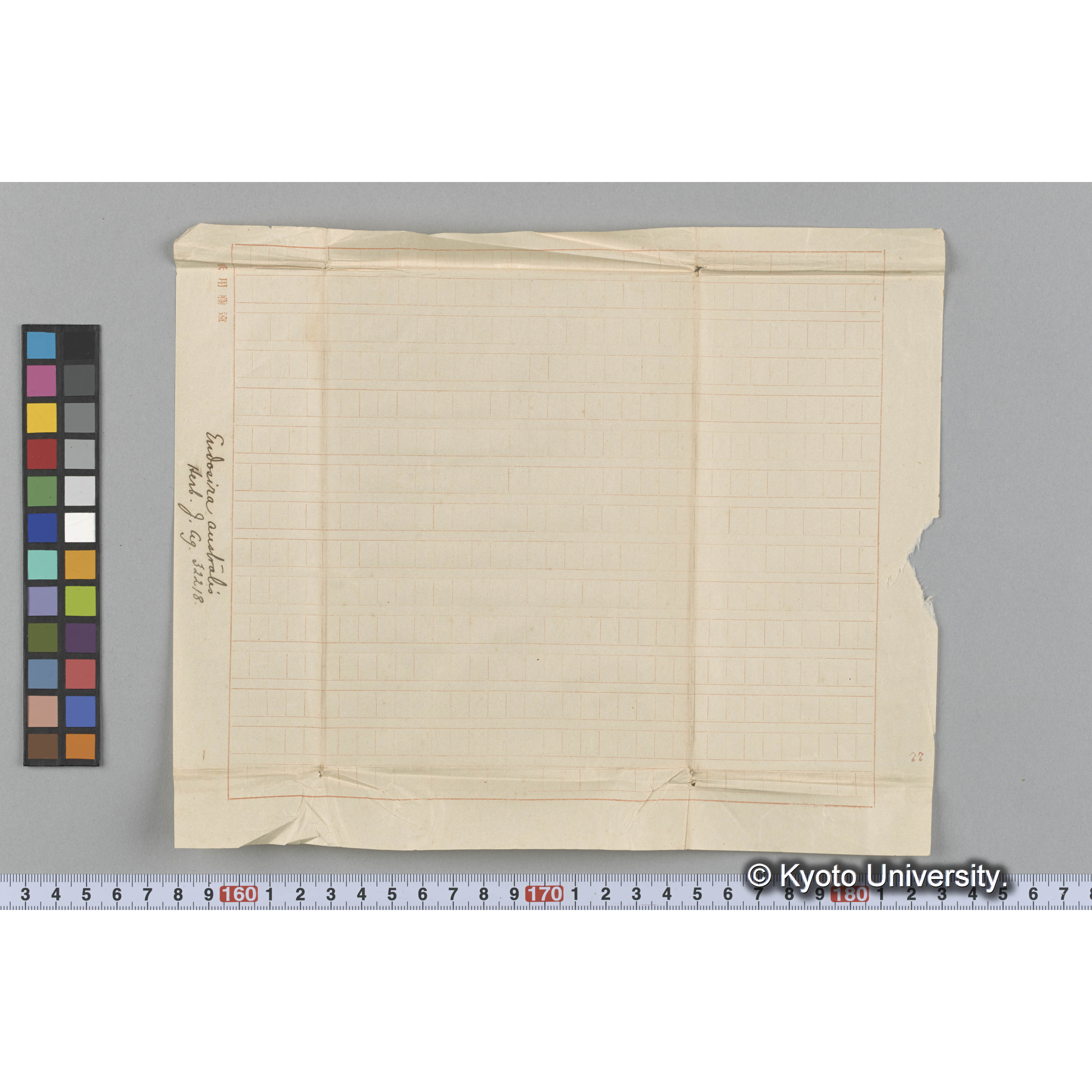 Eudosira australis / Herb. J. Ag. 32218 （写真帳番号 45） (3)