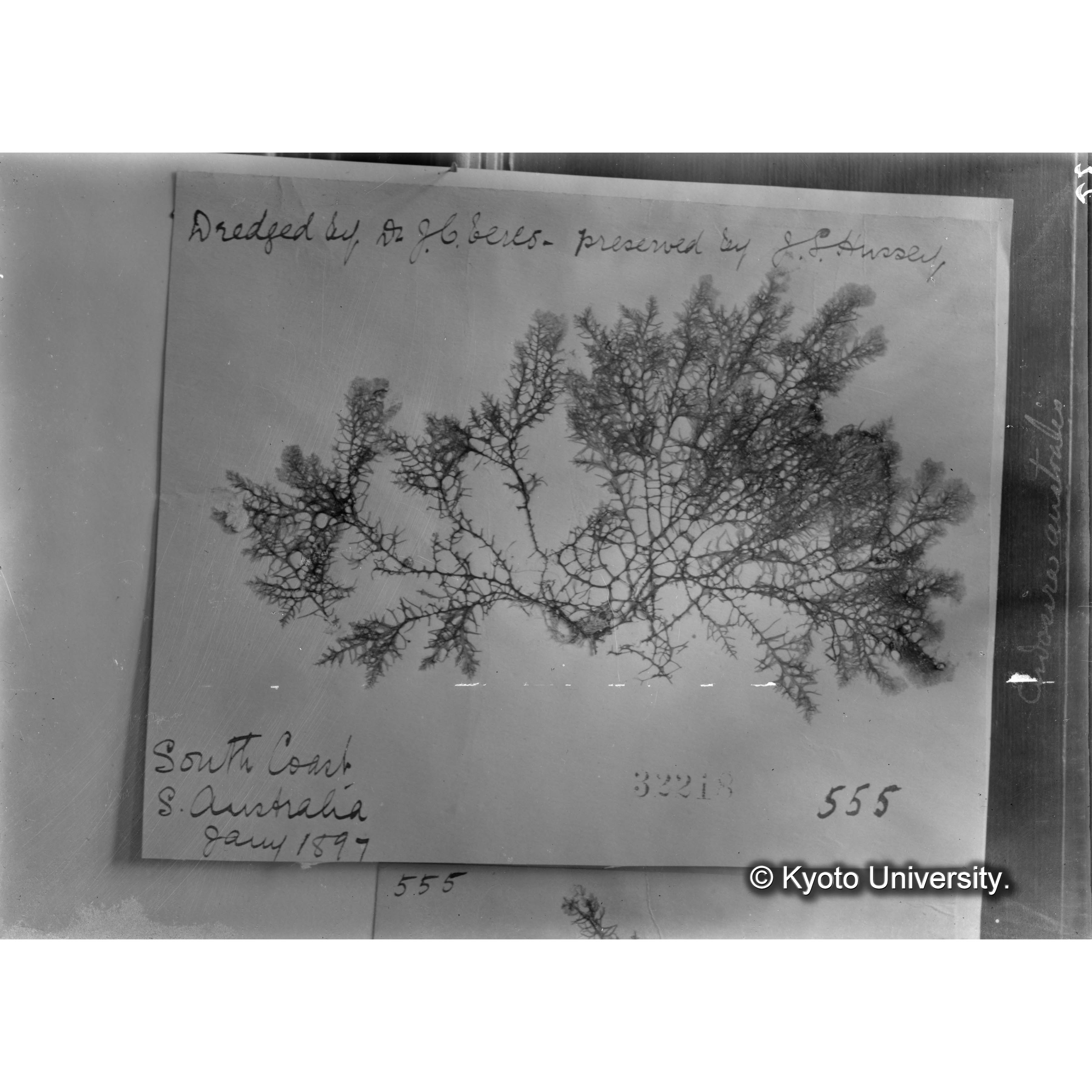 Eudosira australis / Herb. J. Ag. 32218 （写真帳番号 45） (4)