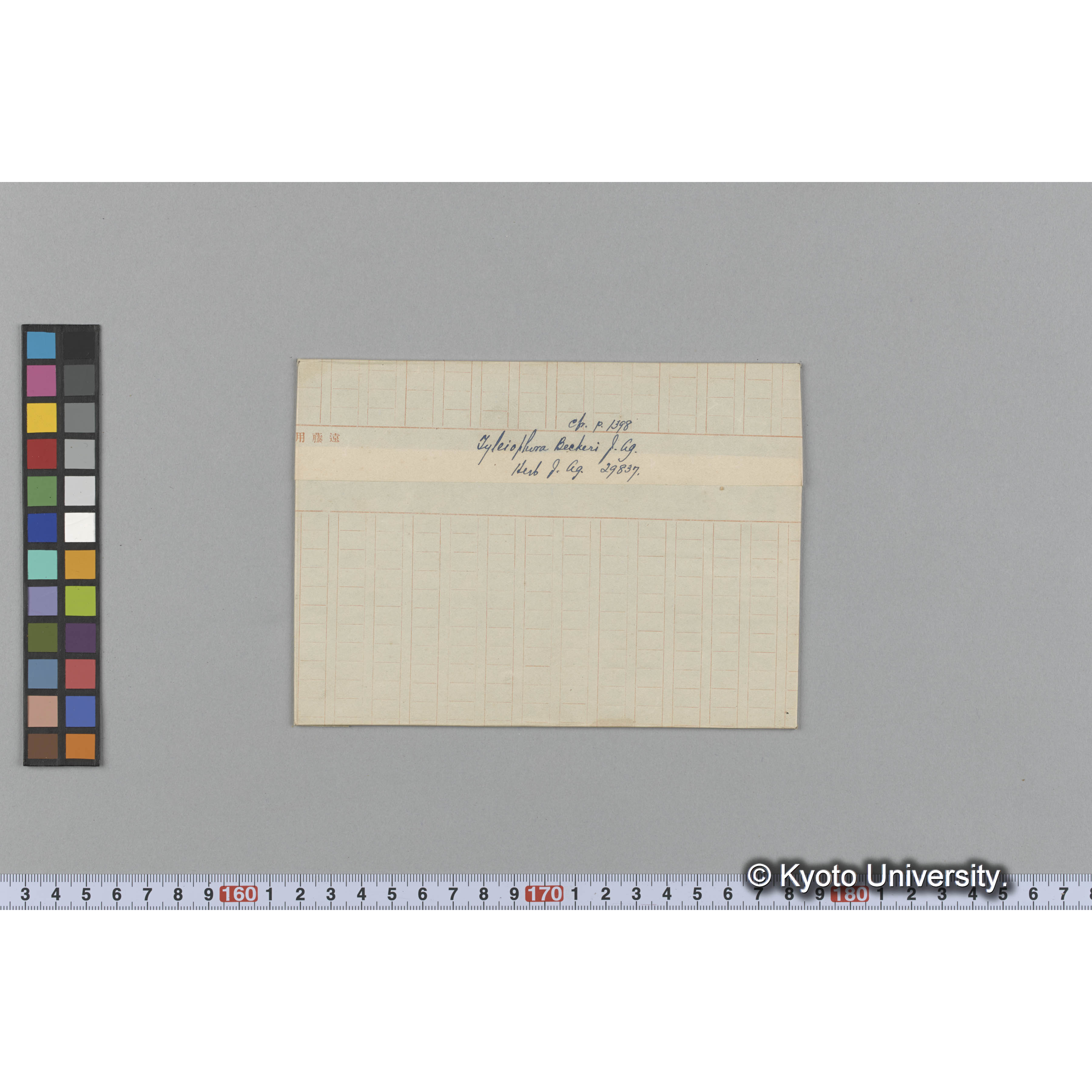 Tyleiophora Becheri J. Ag. / c fr. p.1398 / Herb. J. Ag. 29837 （写真帳番号 112） (1)