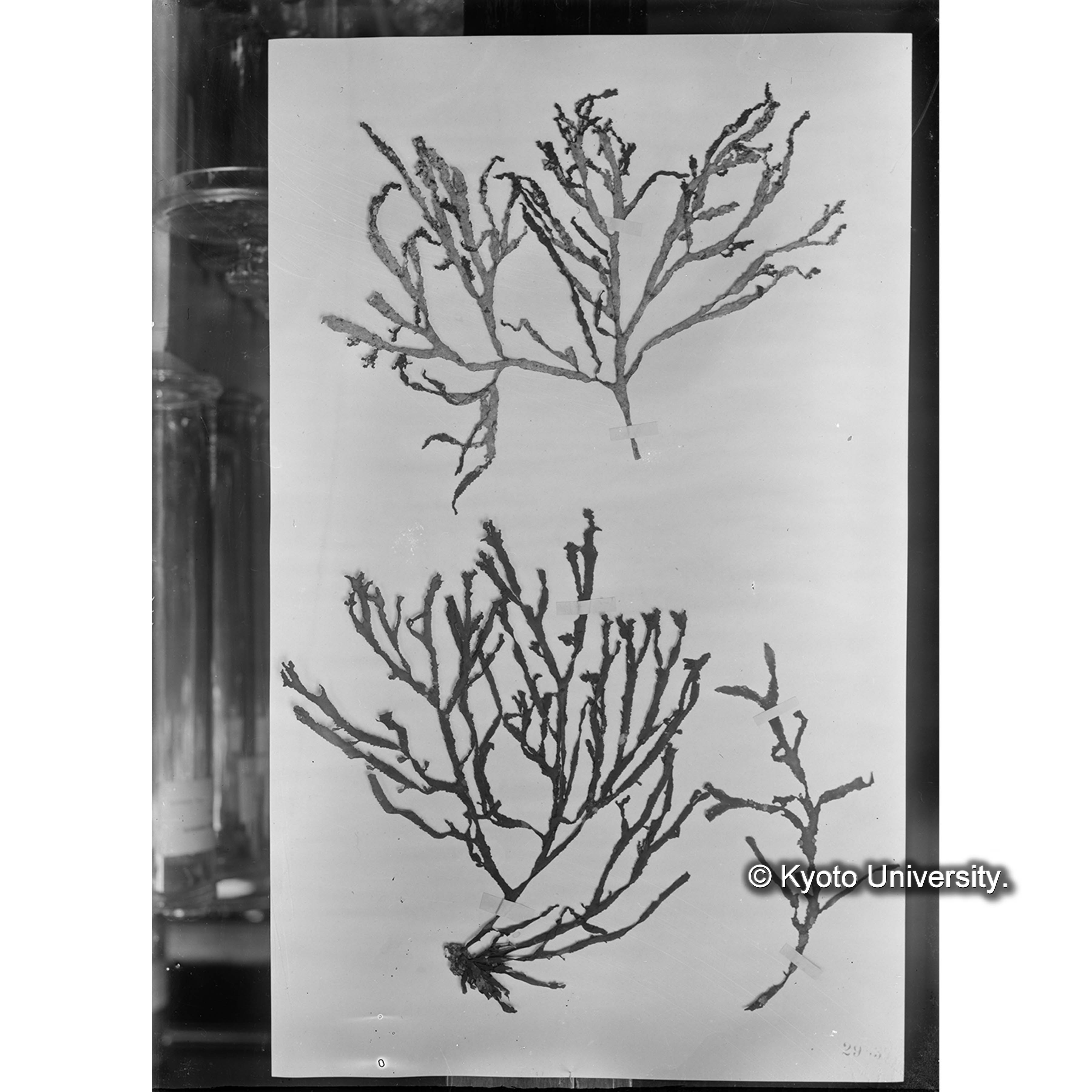 Tyleiophora Becheri J. Ag. / c fr. p.1398 / Herb. J. Ag. 29837 （写真帳番号 112） (4)