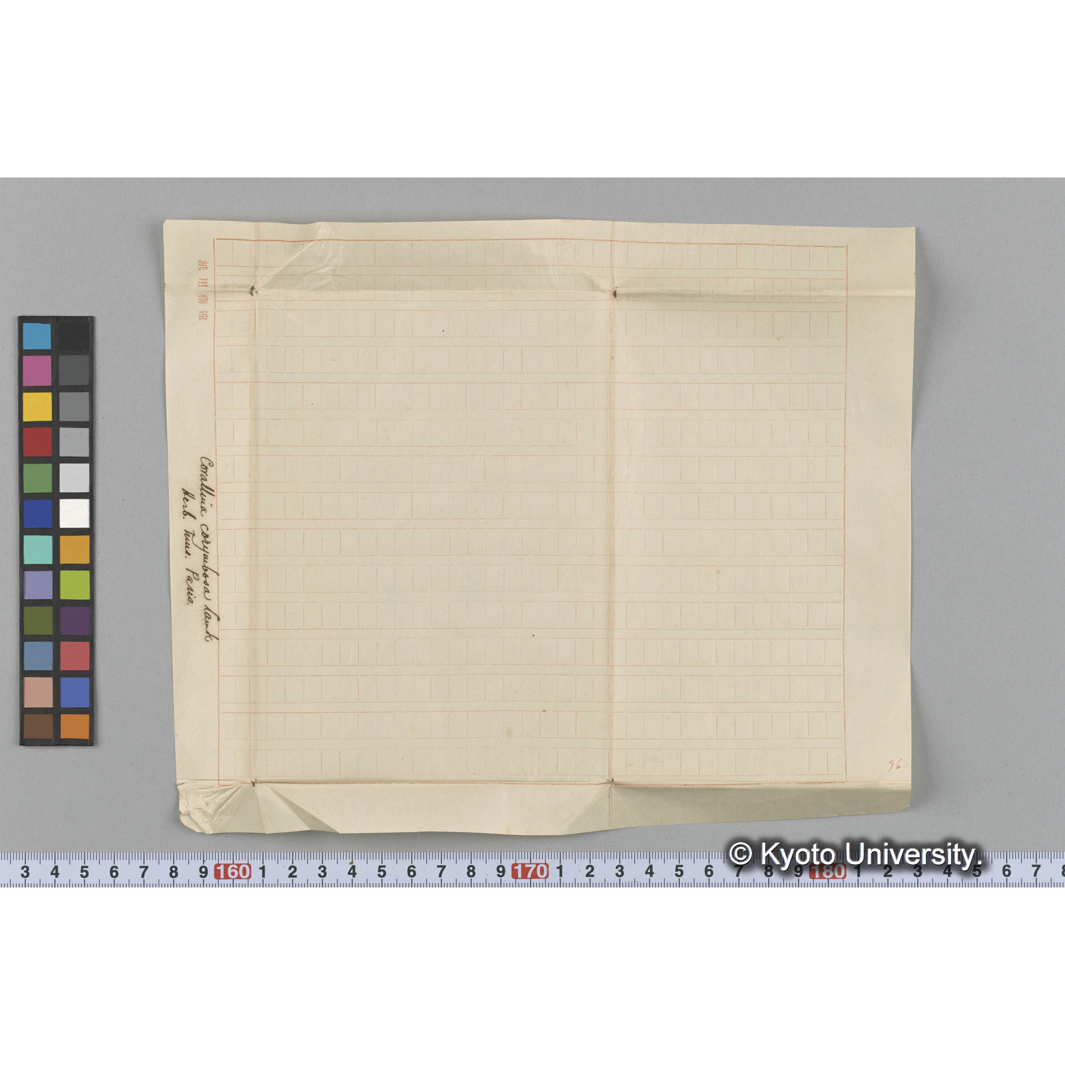 Corallina corymbosa Lamk / Herb. Mus Paris （写真帳番号 35） (3)