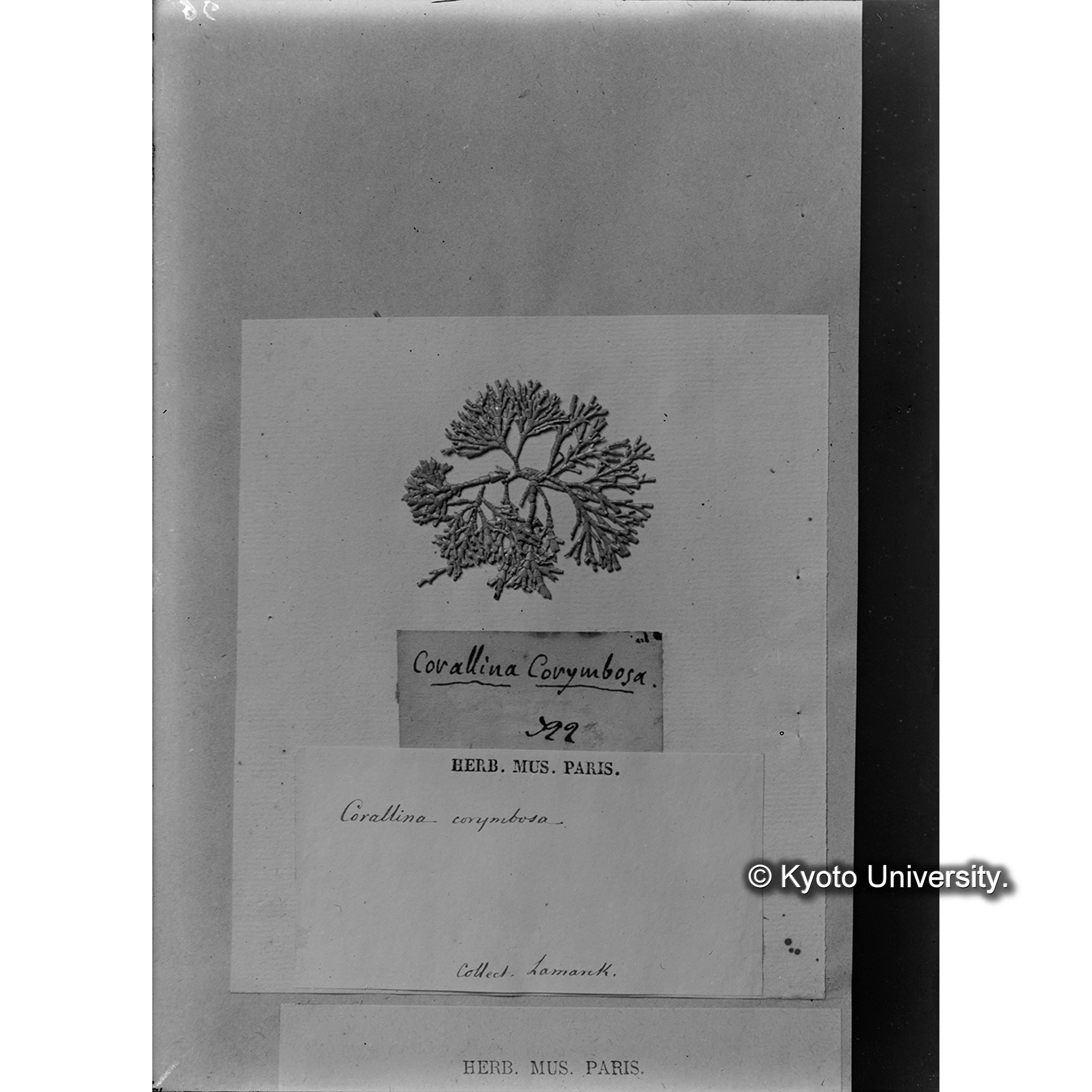 Corallina corymbosa Lamk / Herb. Mus Paris （写真帳番号 35） (4)