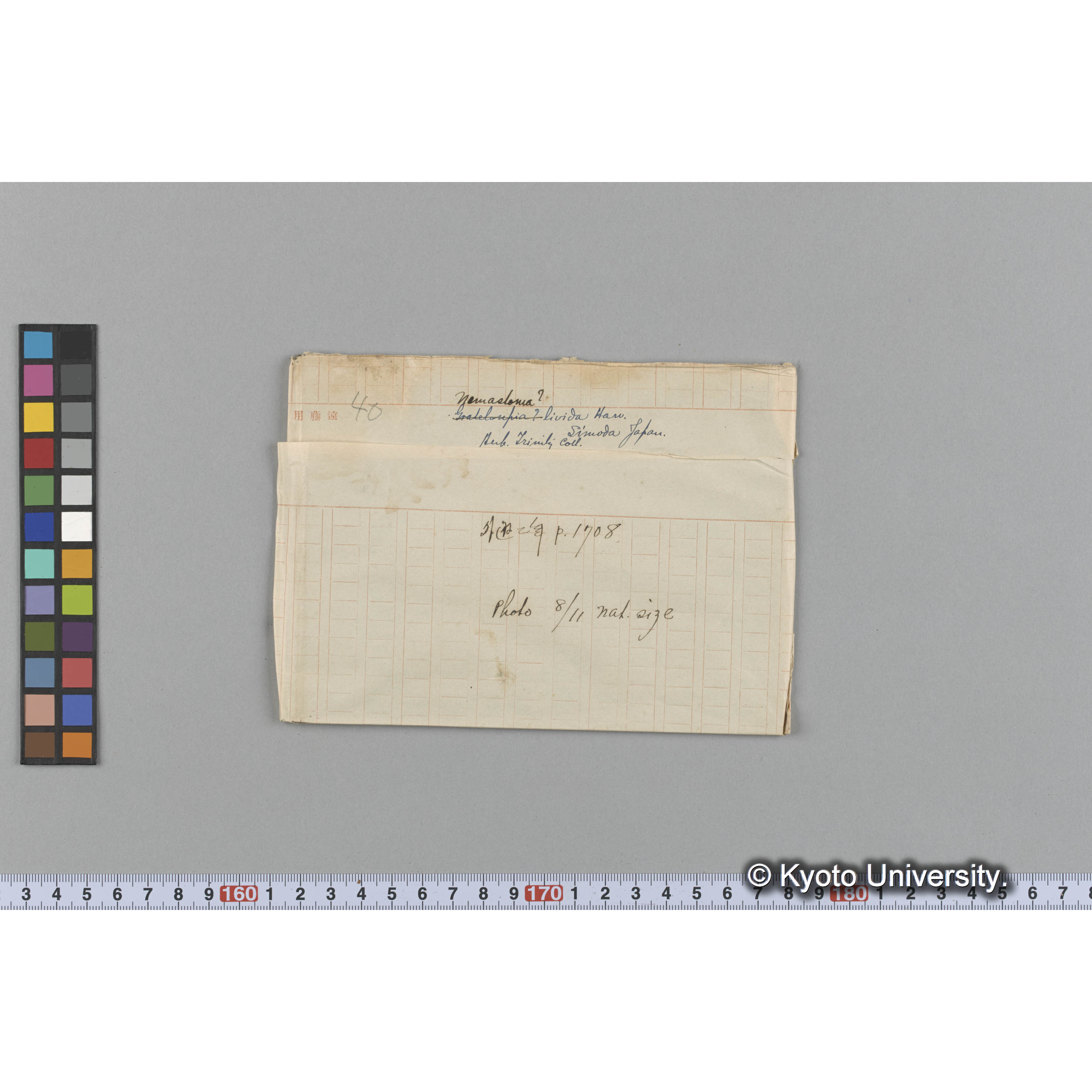 Nemastoma? livida Harv. / Shimoda, Japan. / Herb. Trinity Coll. / 外遊二年 p.1708 / Photo. 8/11 nat. size （写真帳番号 91） (1)