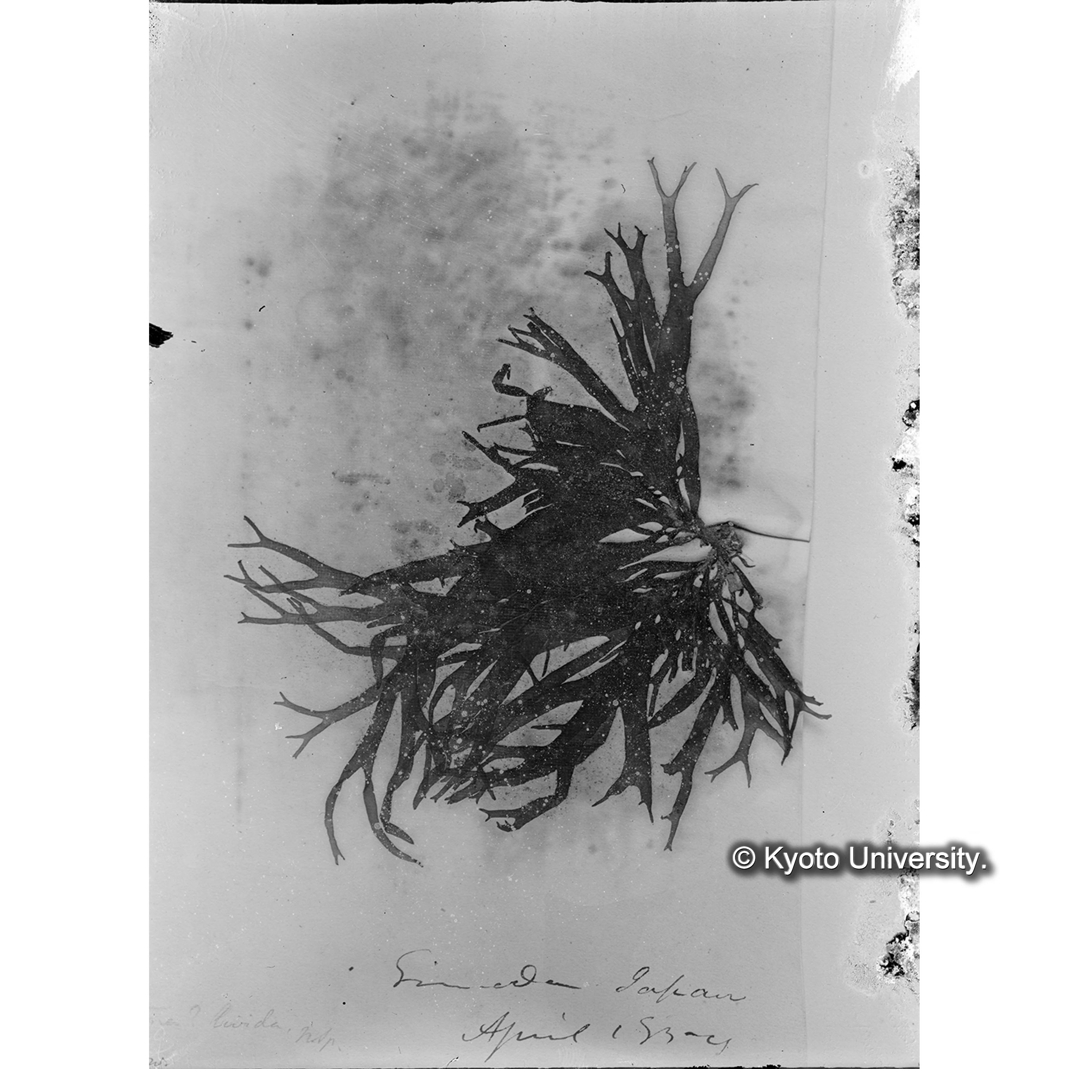 Nemastoma? livida Harv. / Shimoda, Japan. / Herb. Trinity Coll. / 外遊二年 p.1708 / Photo. 8/11 nat. size （写真帳番号 91） (4)