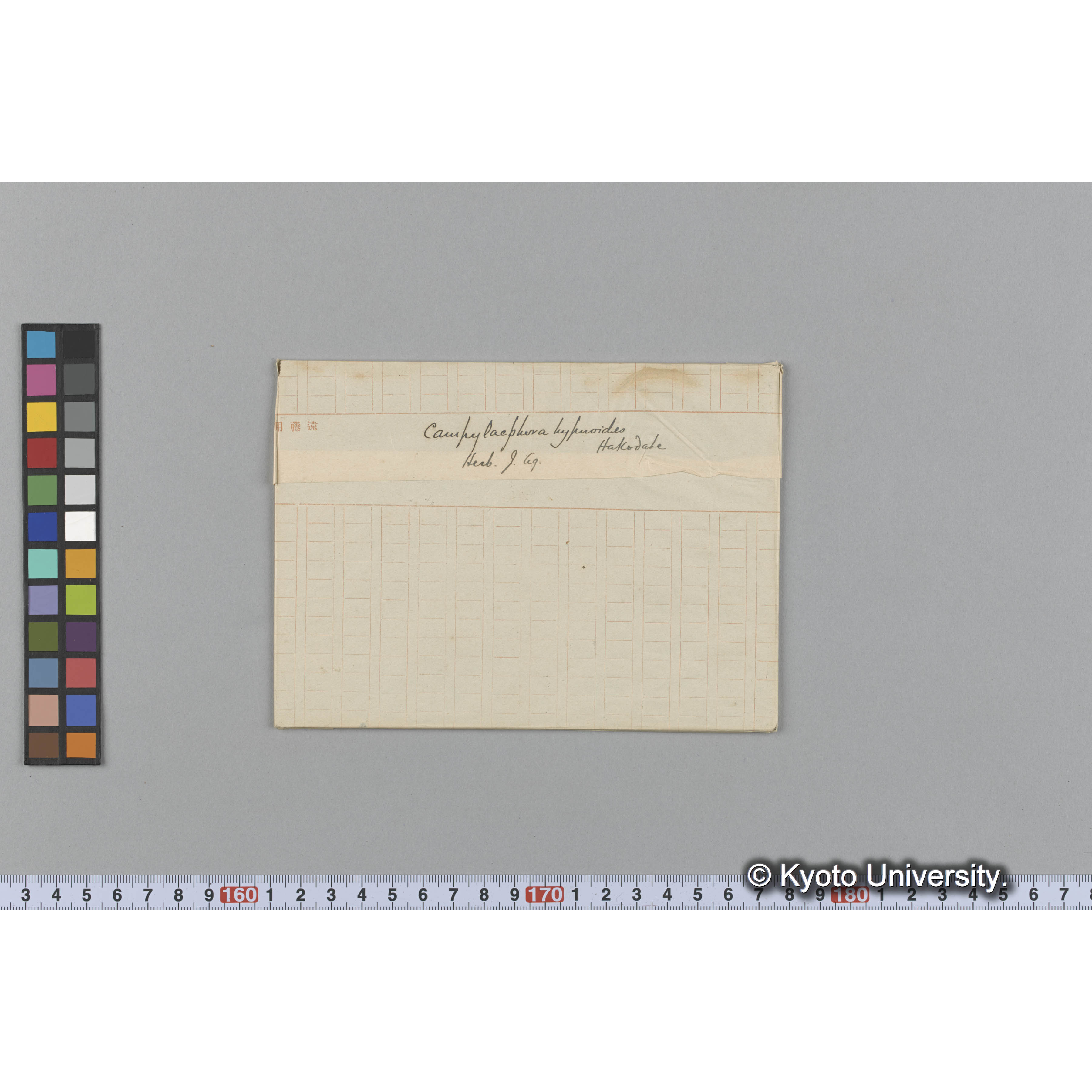 Campylaephora hypnoides / Hakodate / Herb. J. Ag. （写真帳番号 19） (1)