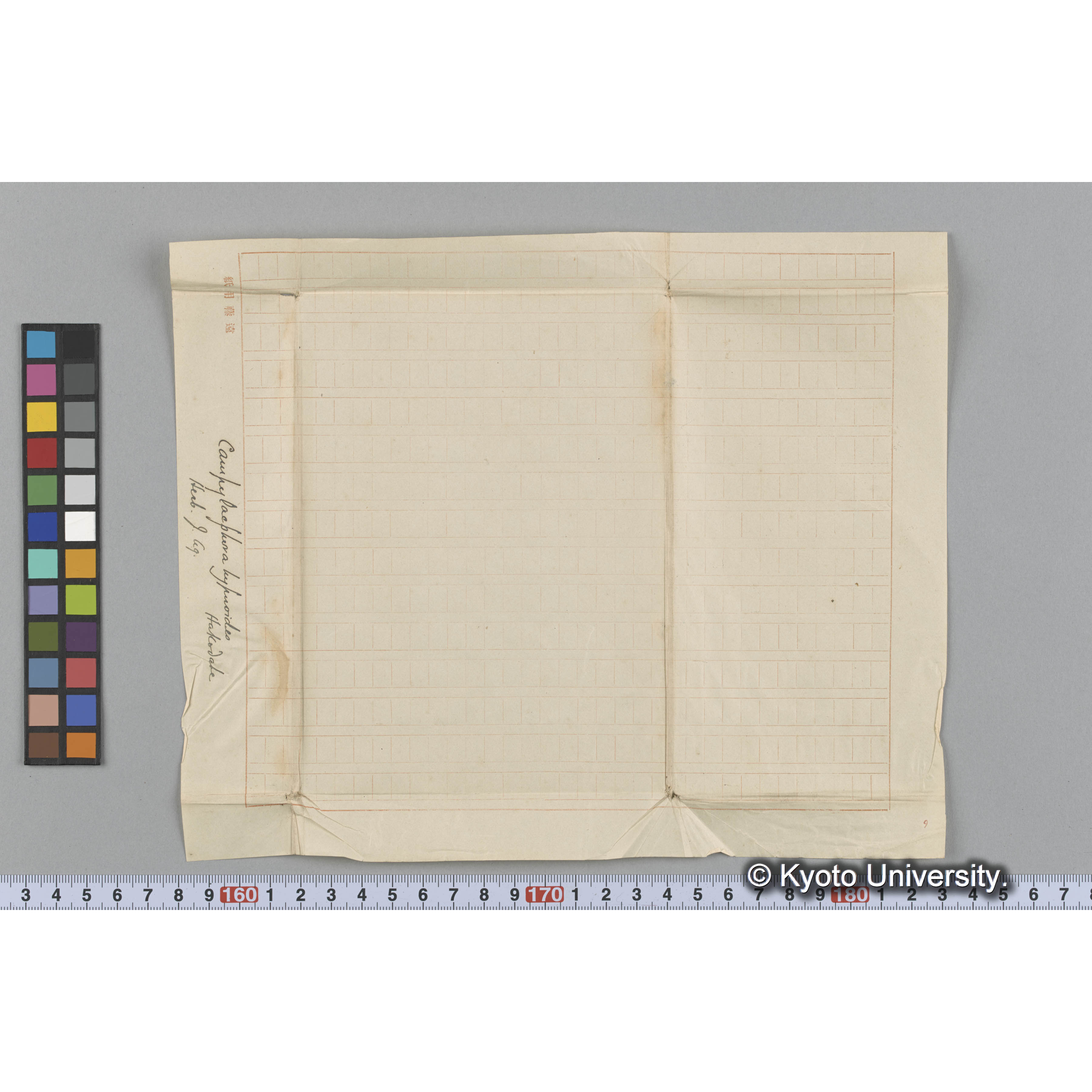 Campylaephora hypnoides / Hakodate / Herb. J. Ag. （写真帳番号 19） (3)