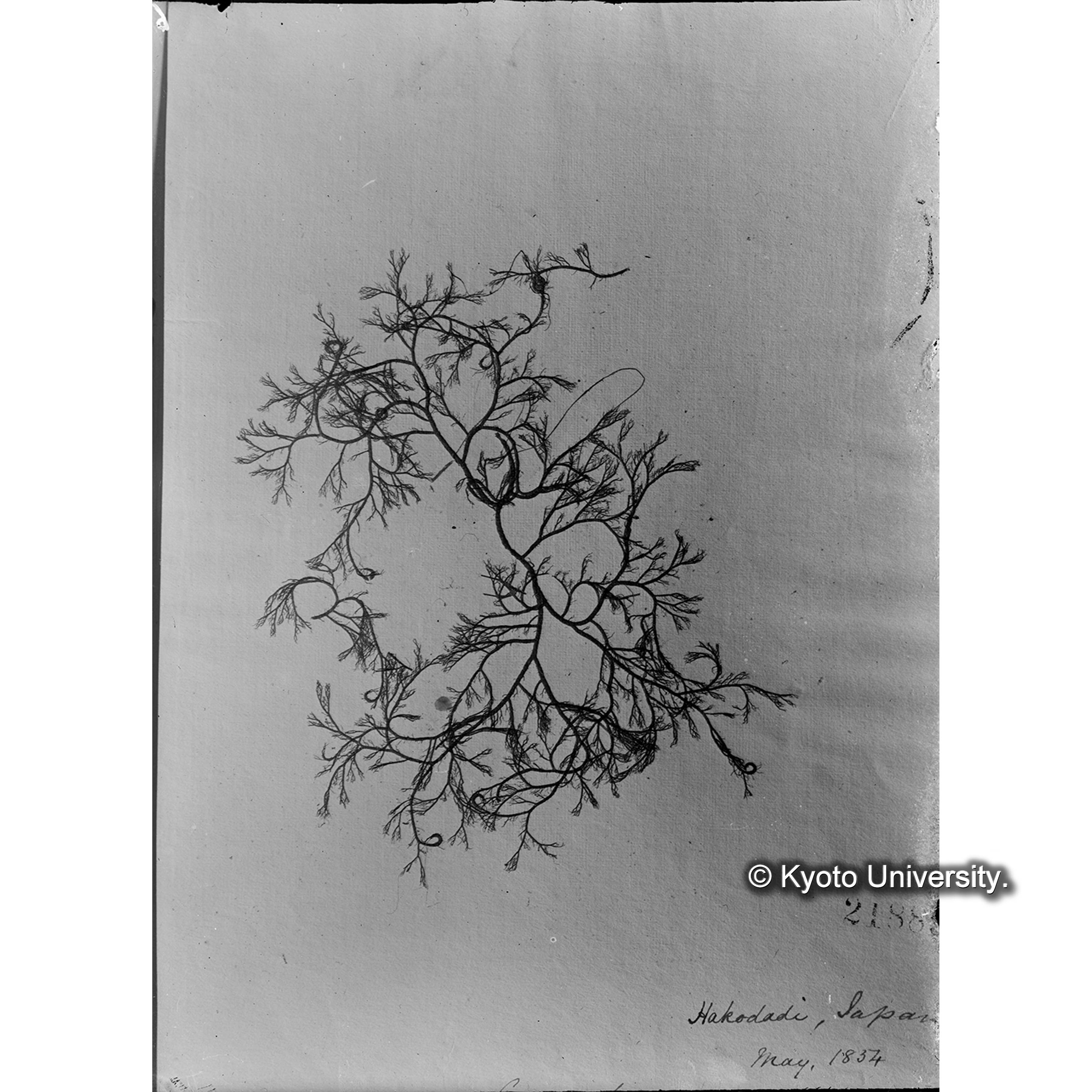 Campylaephora hypnoides / Hakodate / Herb. J. Ag. （写真帳番号 19） (4)