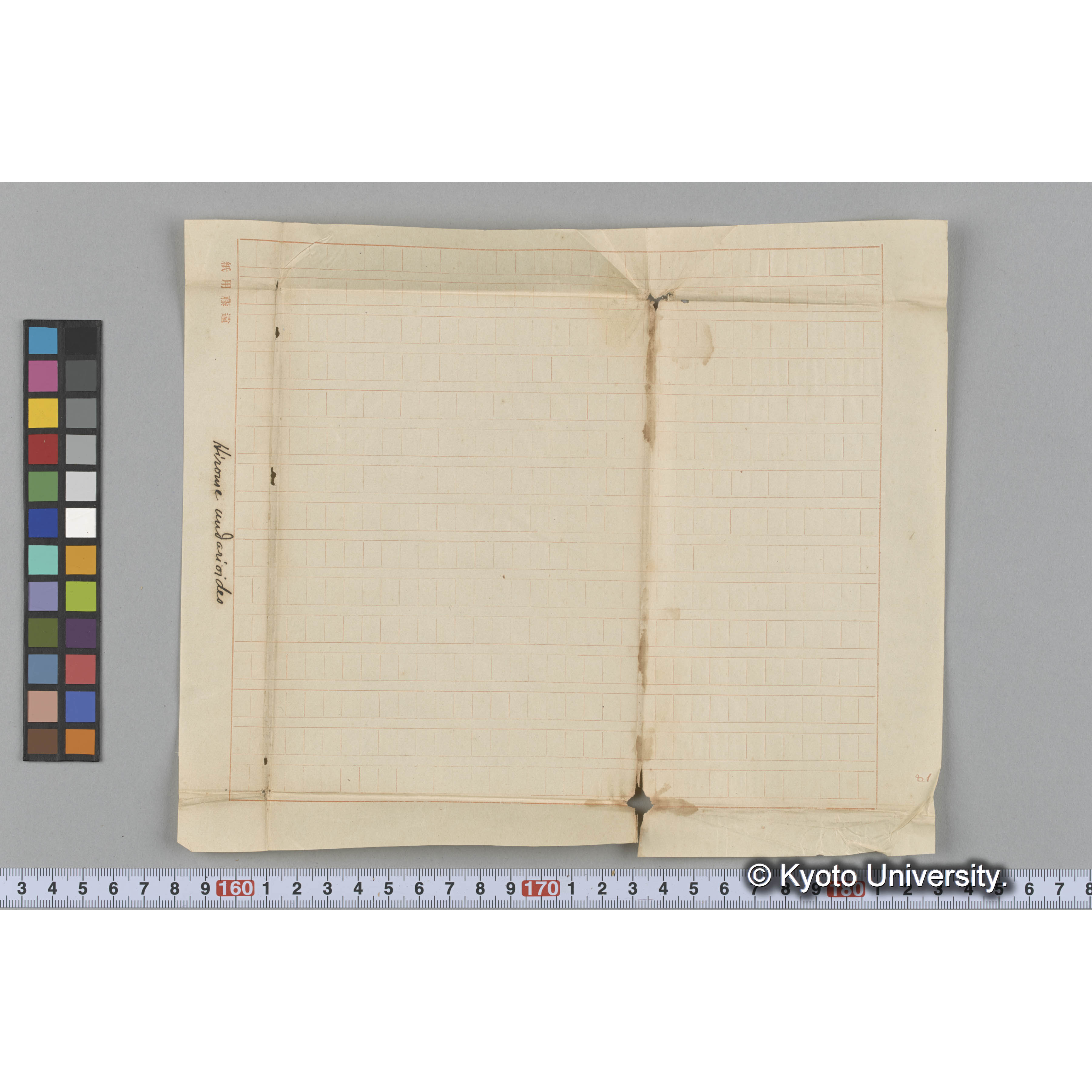 Hirome undarioides (3)