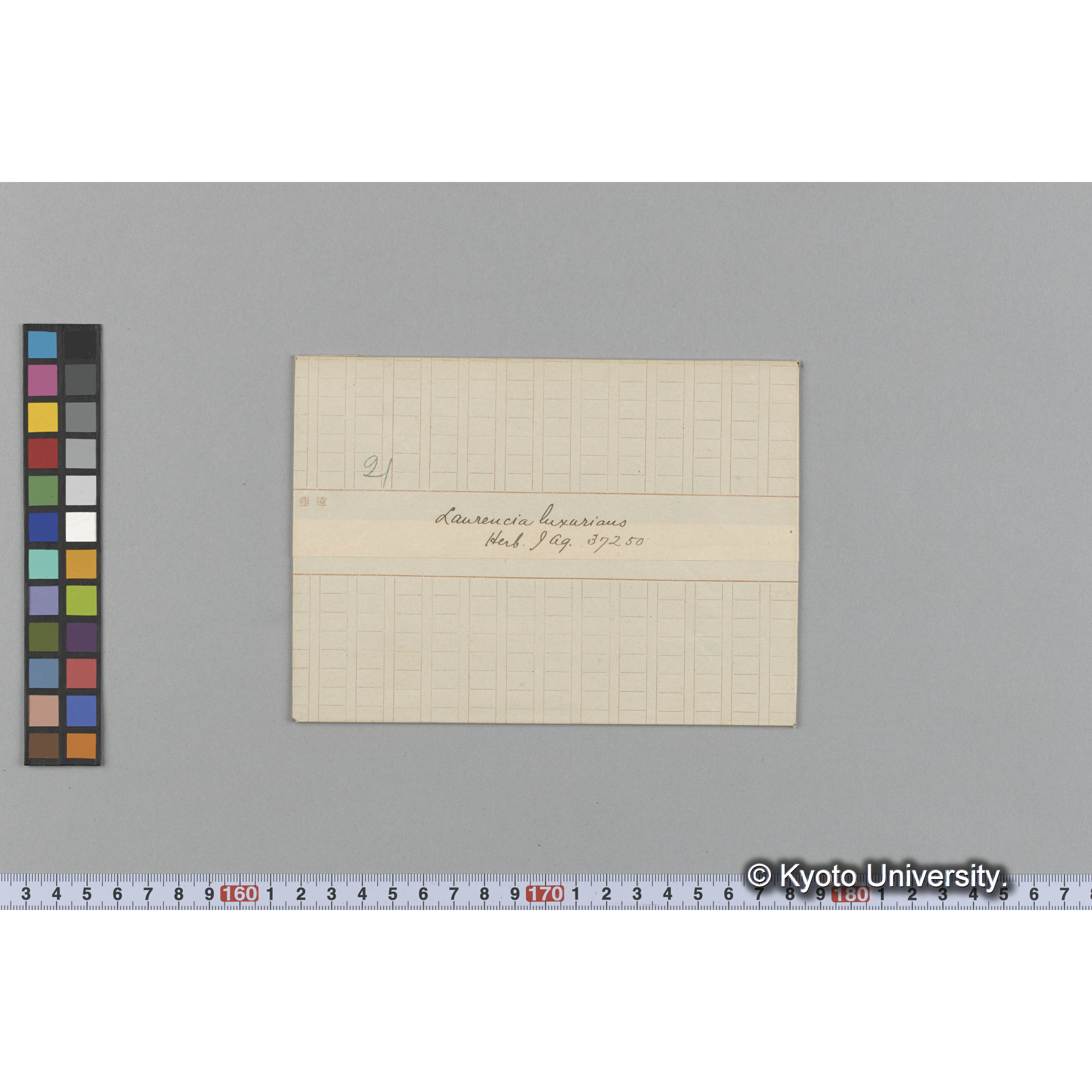 Laurencia luxurious / Herb. J. Ag. 37250 （写真帳番号 84） (1)