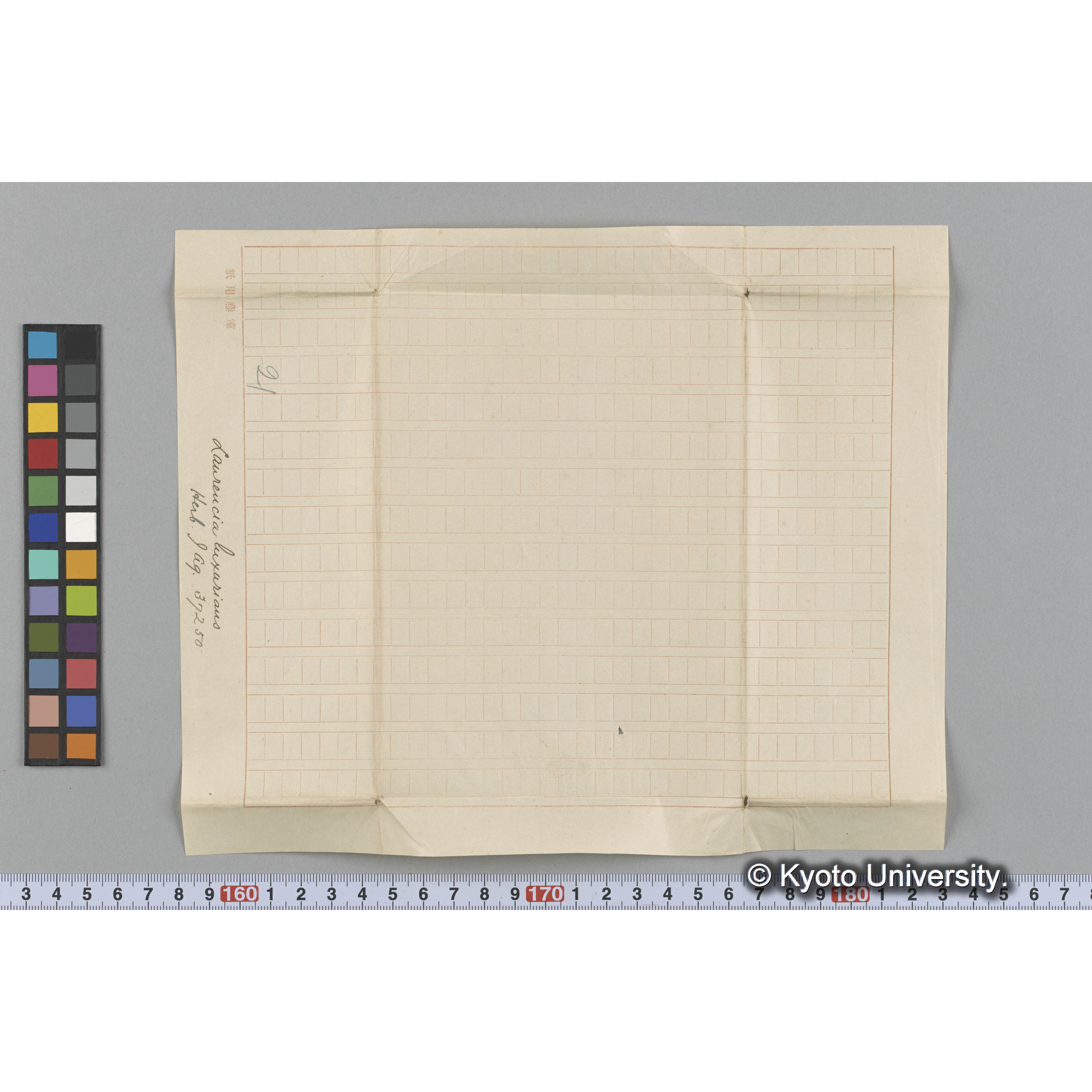 Laurencia luxurious / Herb. J. Ag. 37250 （写真帳番号 84） (3)