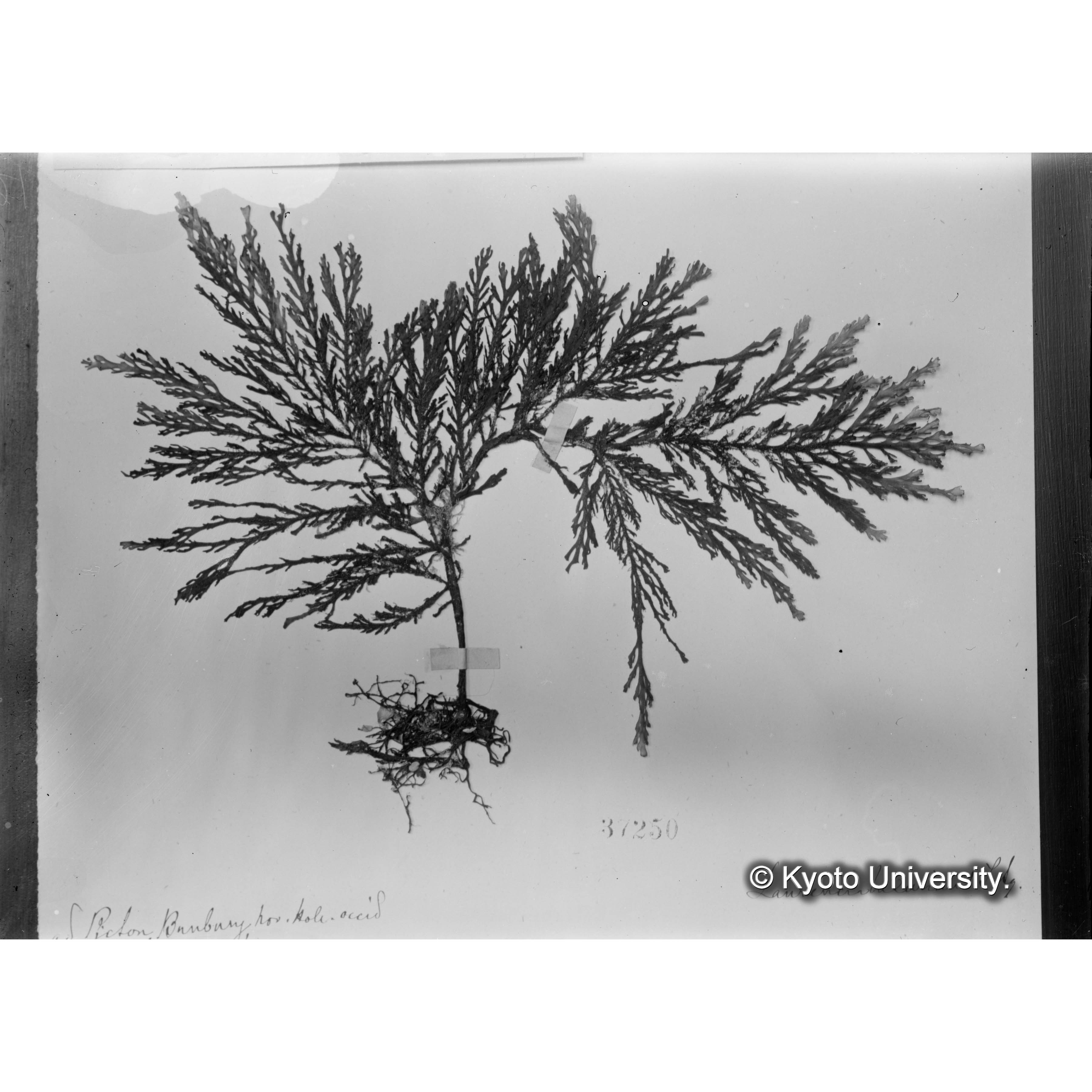 Laurencia luxurious / Herb. J. Ag. 37250 （写真帳番号 84） (4)