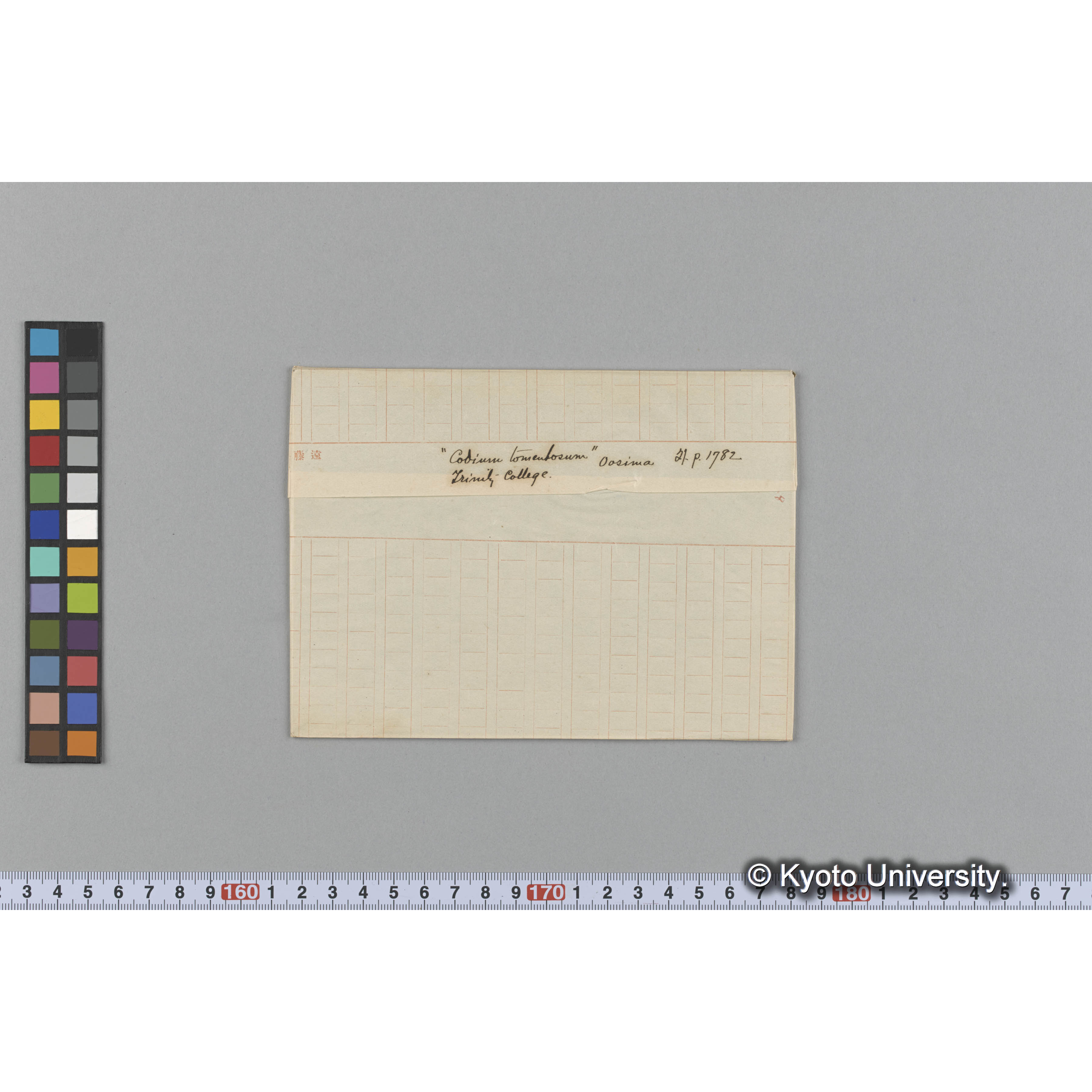 "Codium tomentosum" / Oosima / 外. p. 1782 / Trinity College. （写真帳番号 32） (1)