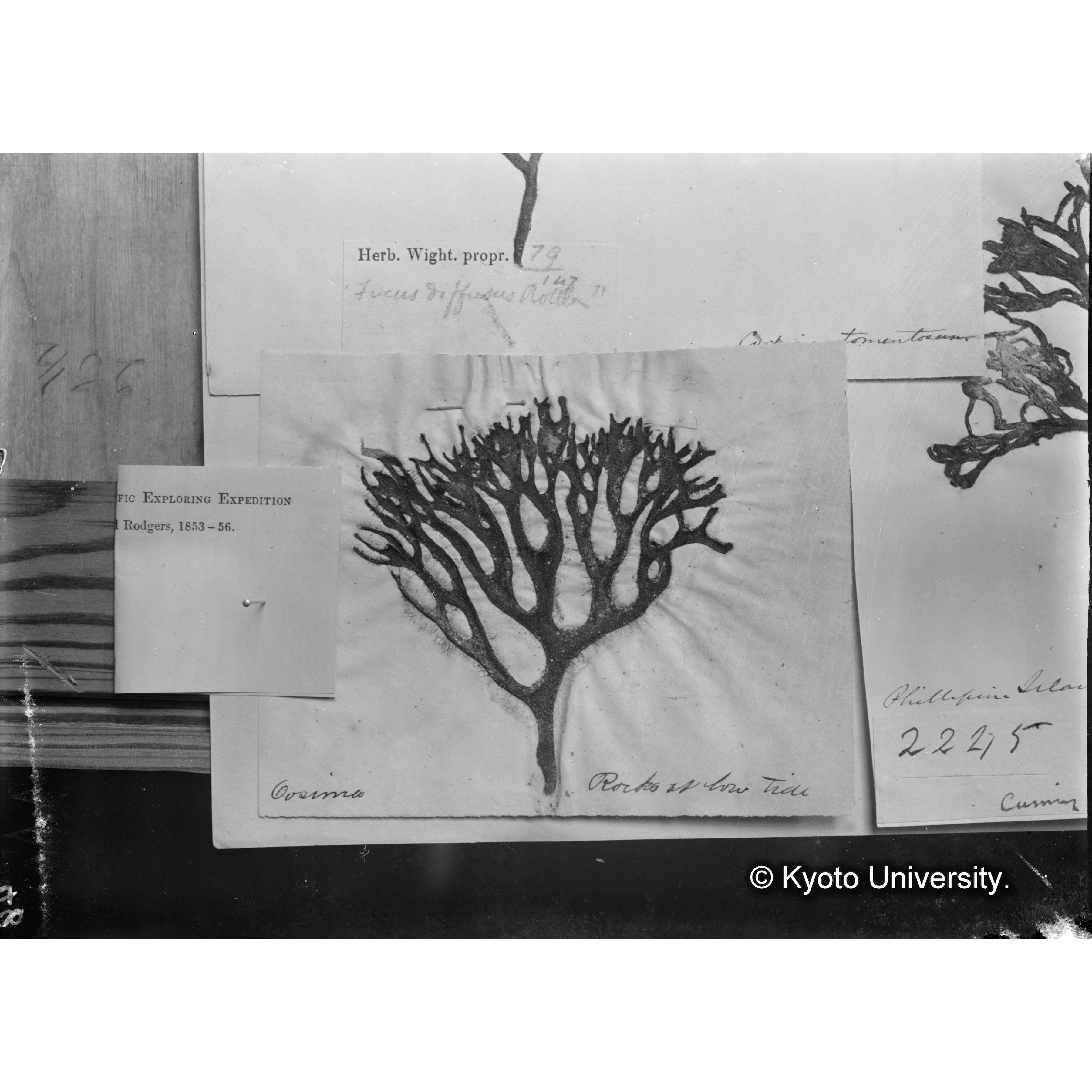 "Codium tomentosum" / Oosima / 外. p. 1782 / Trinity College. （写真帳番号 32） (4)