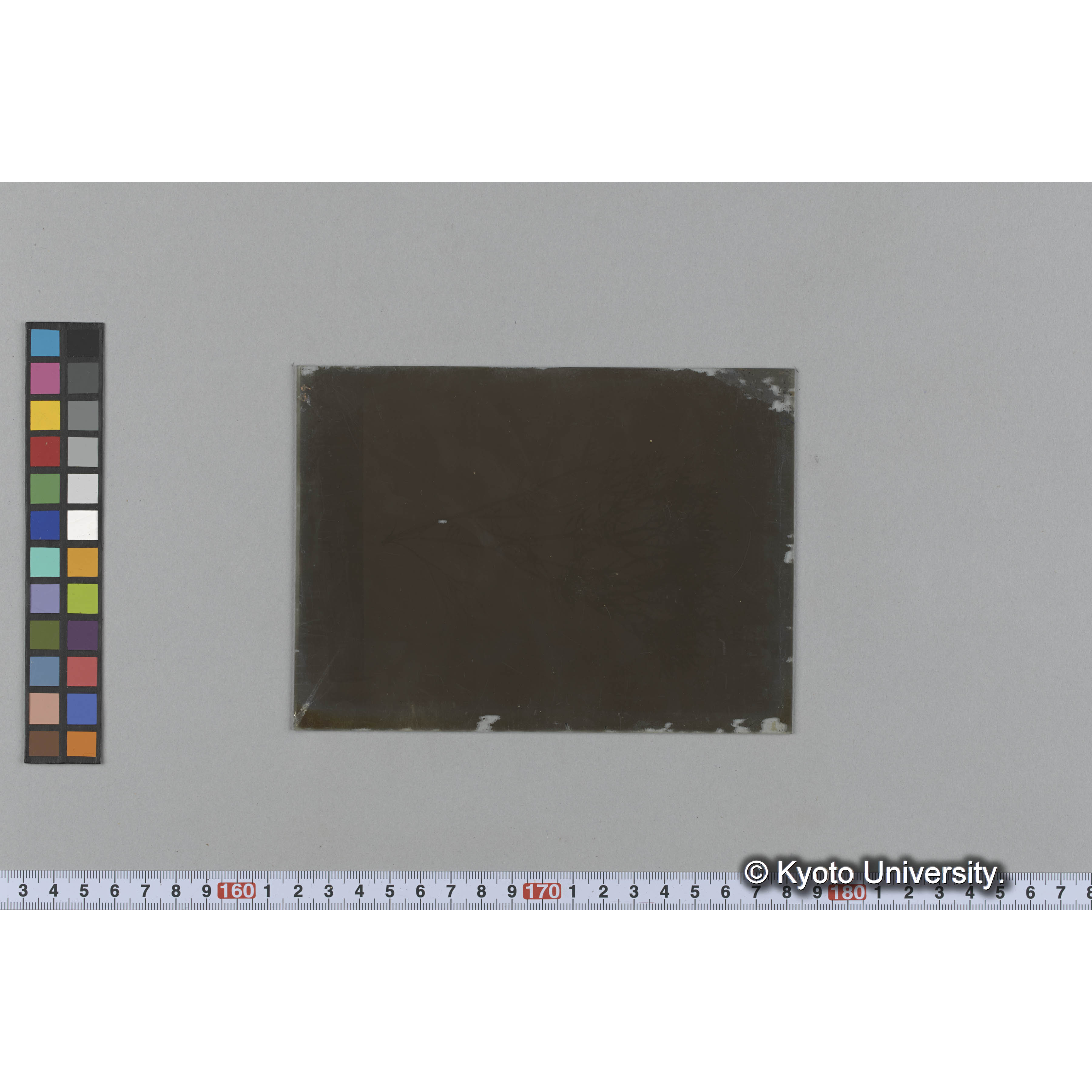 [ガラス乾板写真.](海藻標本ヵ, 書籍背表紙を写し込み「Wissenschaftliche Meeresuntersuchungen」「N. F. 1. 1896.」と見える.) (1)