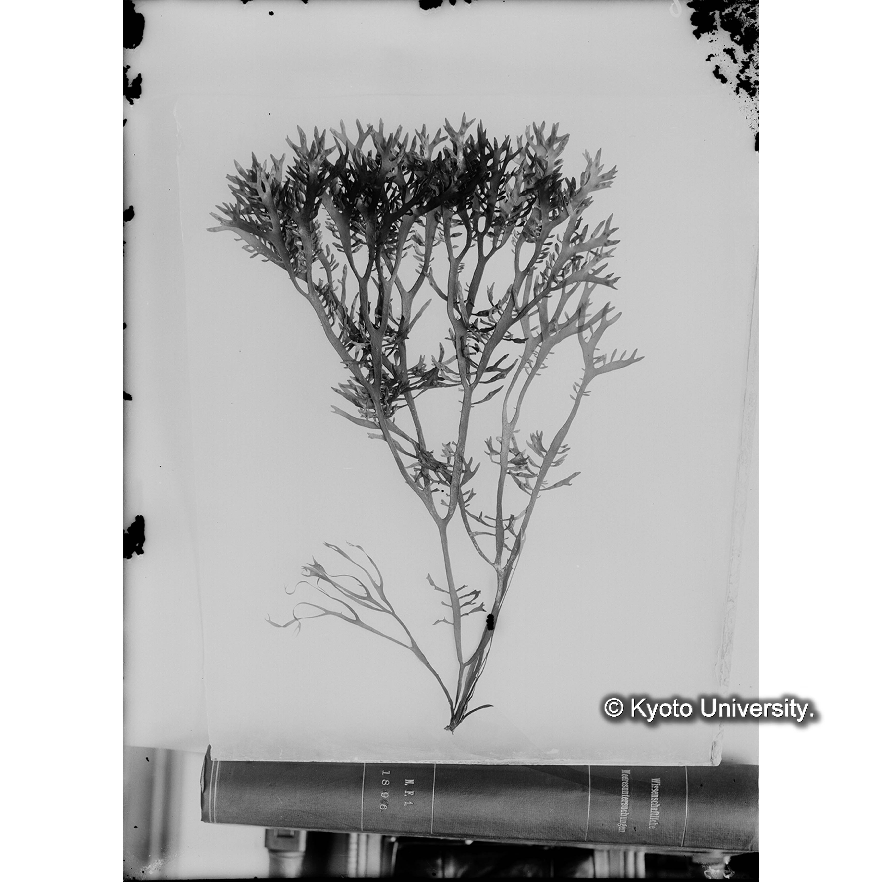 [ガラス乾板写真.](海藻標本ヵ, 書籍背表紙を写し込み「Wissenschaftliche Meeresuntersuchungen」「N. F. 1. 1896.」と見える.) (3)