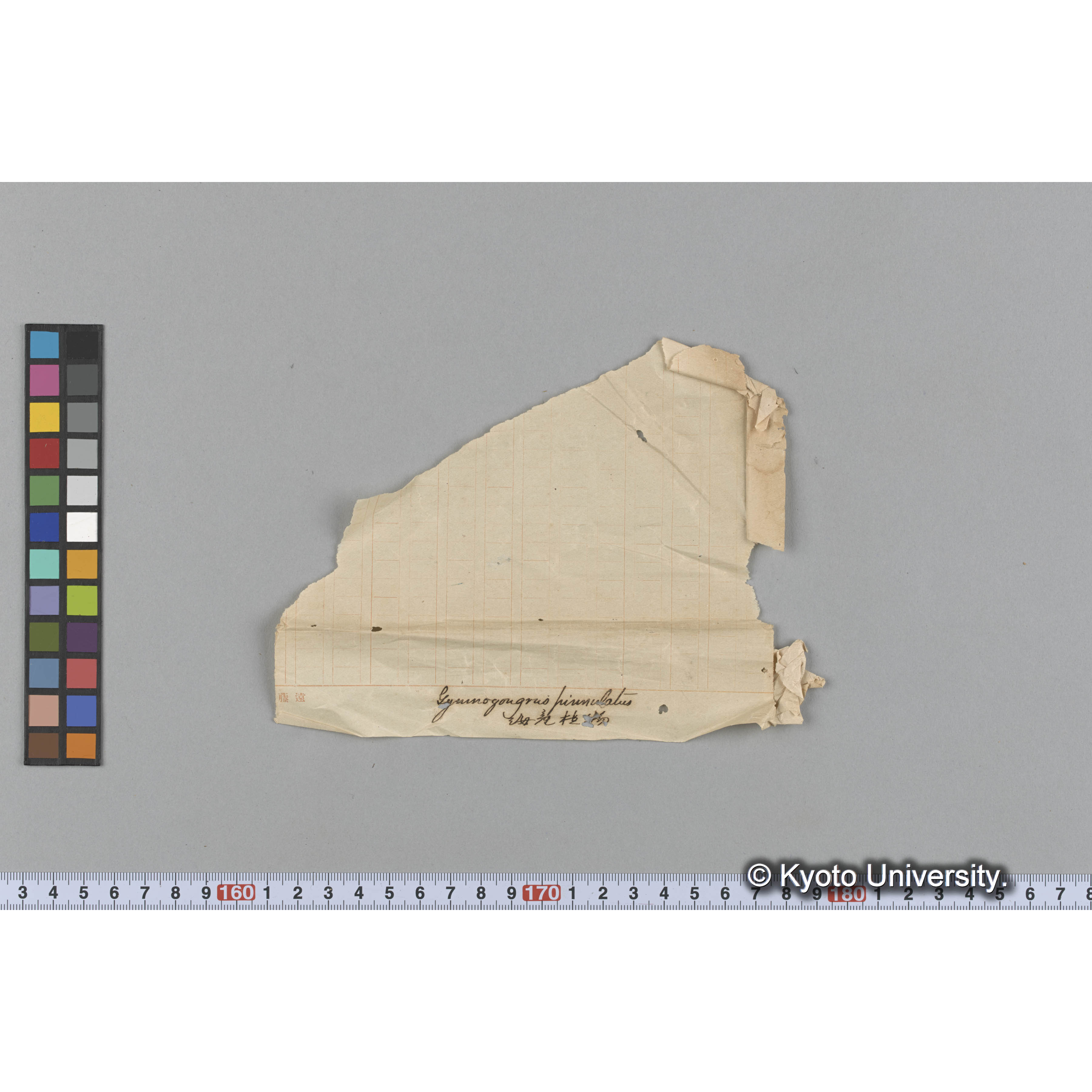 [ガラス乾板束4.] (1)