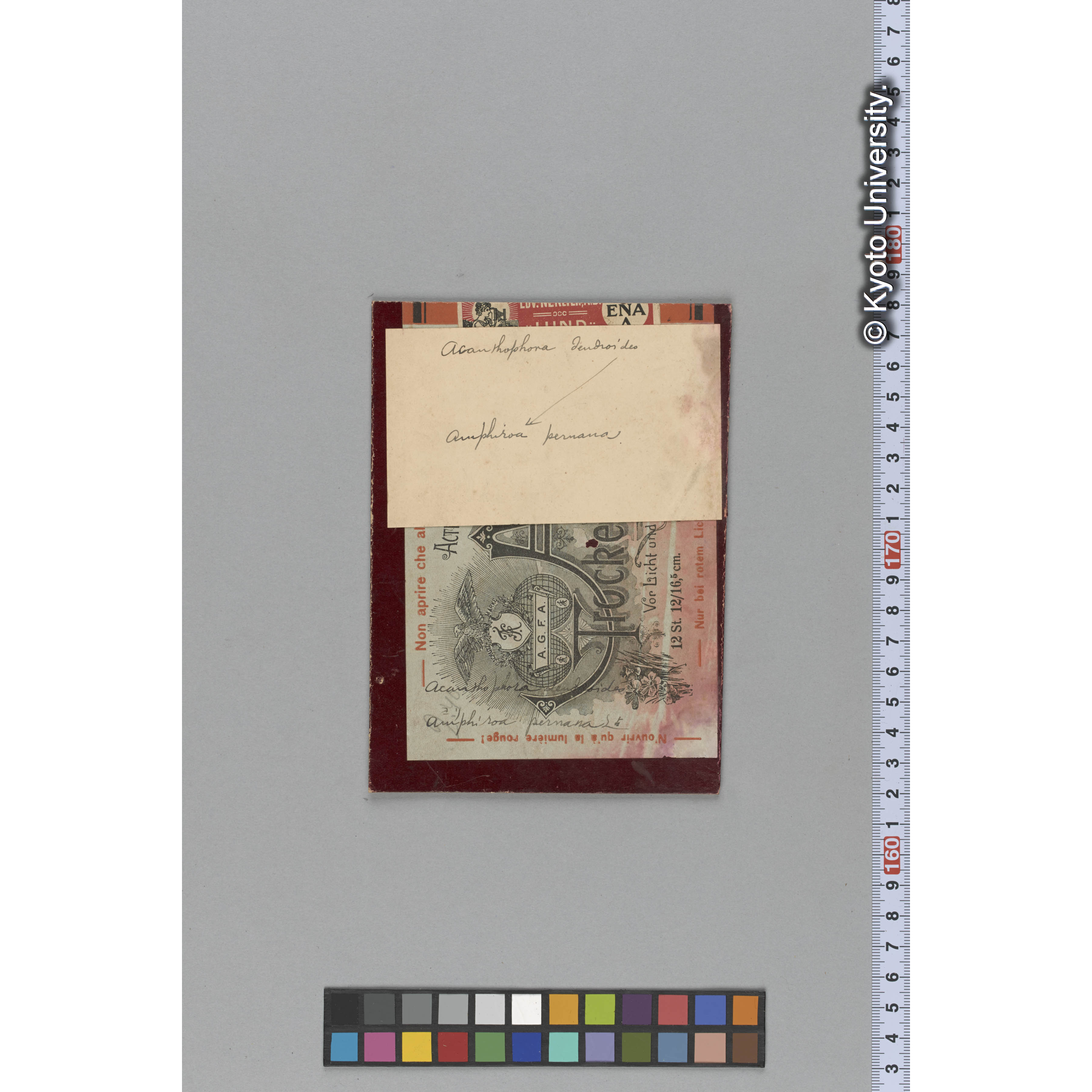 [ガラス乾板束4.] (3)