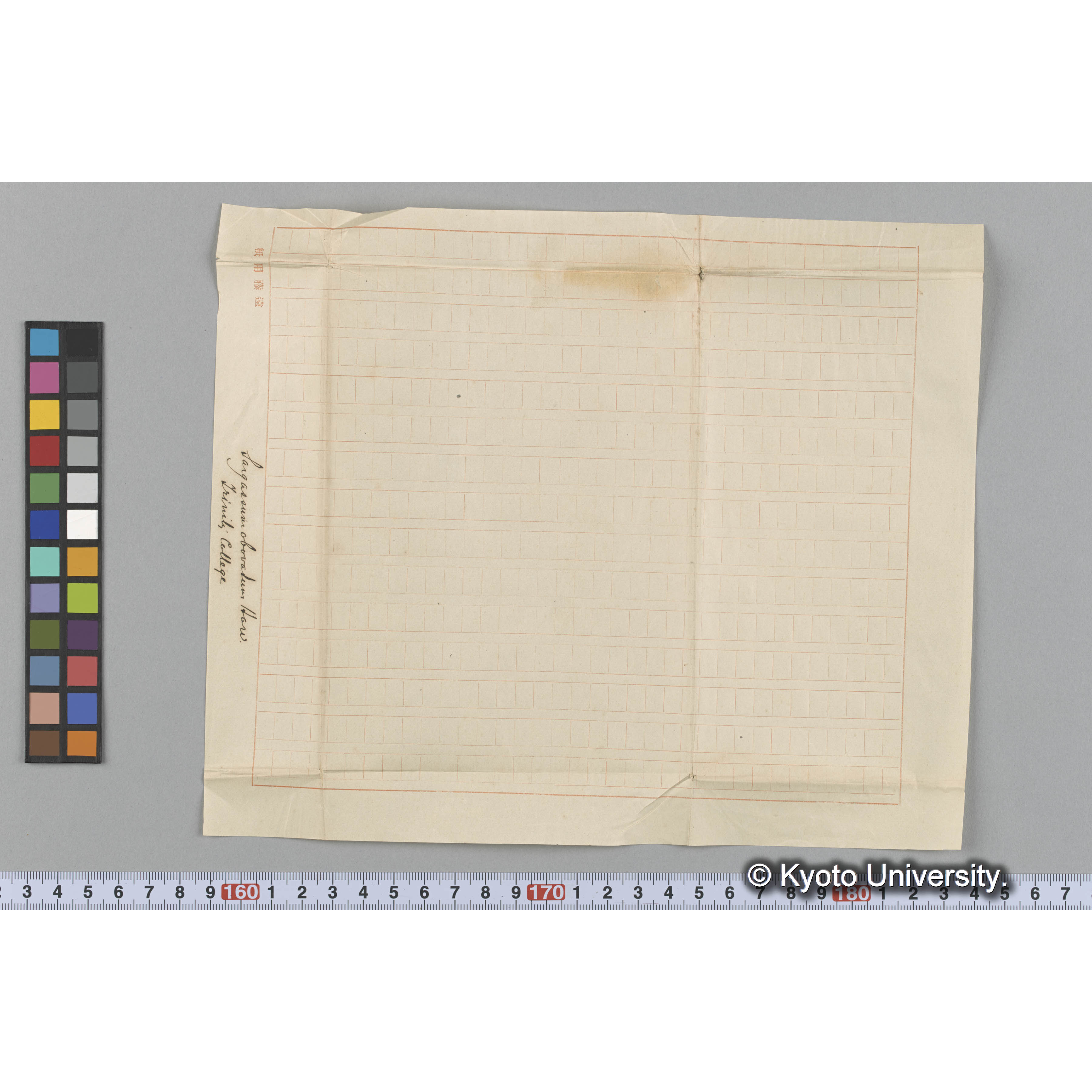 Sargassum obovatum Harv. / Trinity College. （写真帳番号 104） (3)