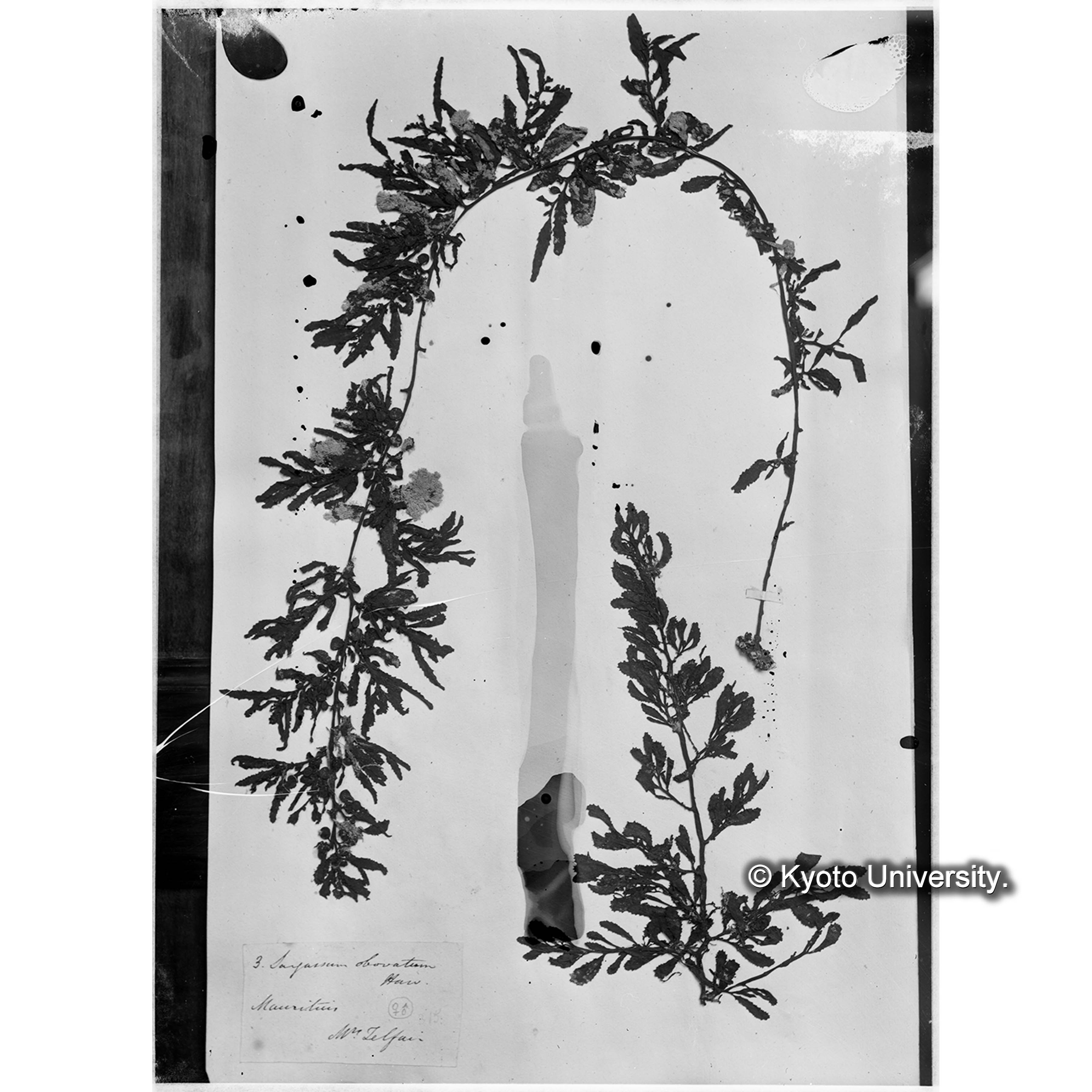 Sargassum obovatum Harv. / Trinity College. （写真帳番号 104） (4)