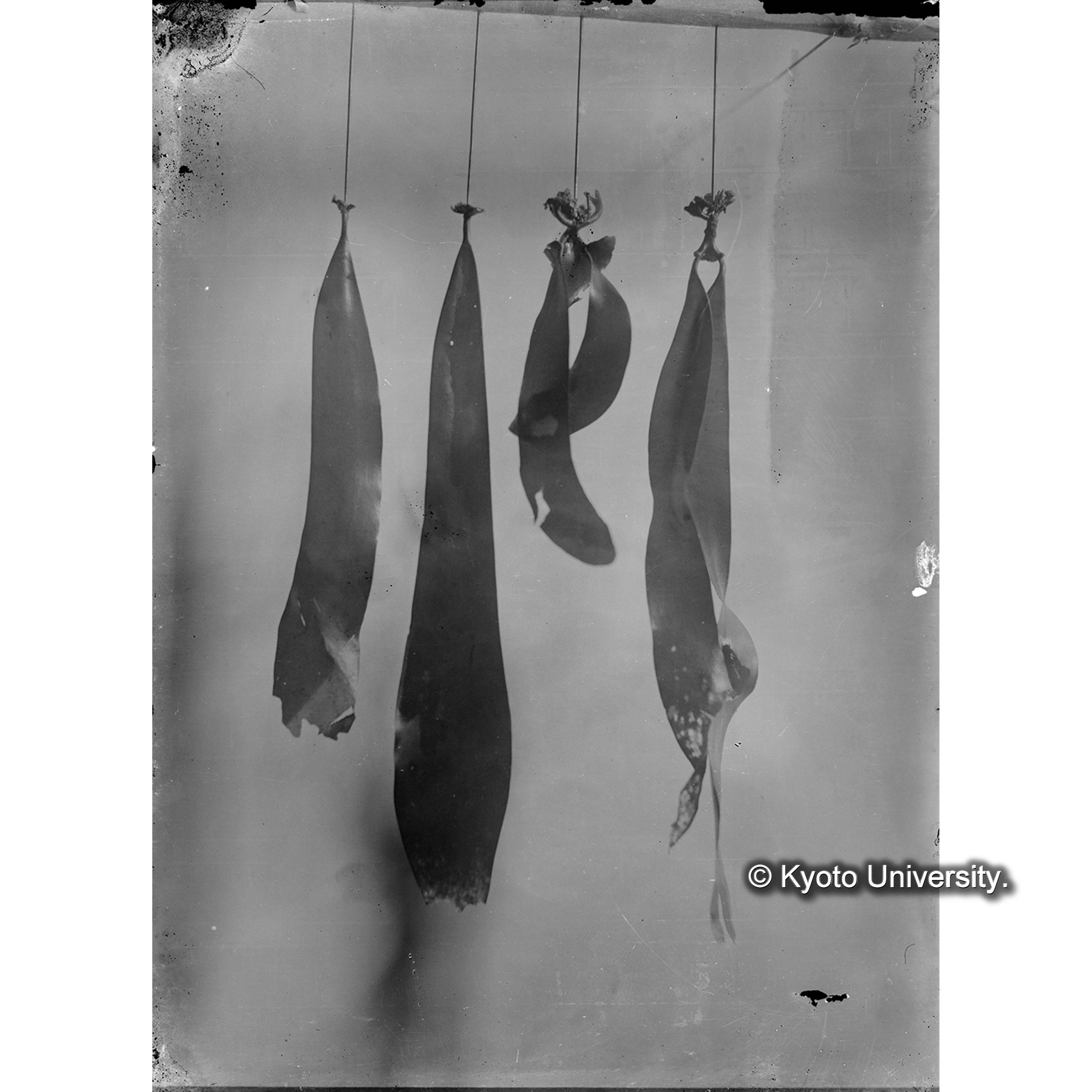 Auteroitammes(文字欠落） / 占守 (4)