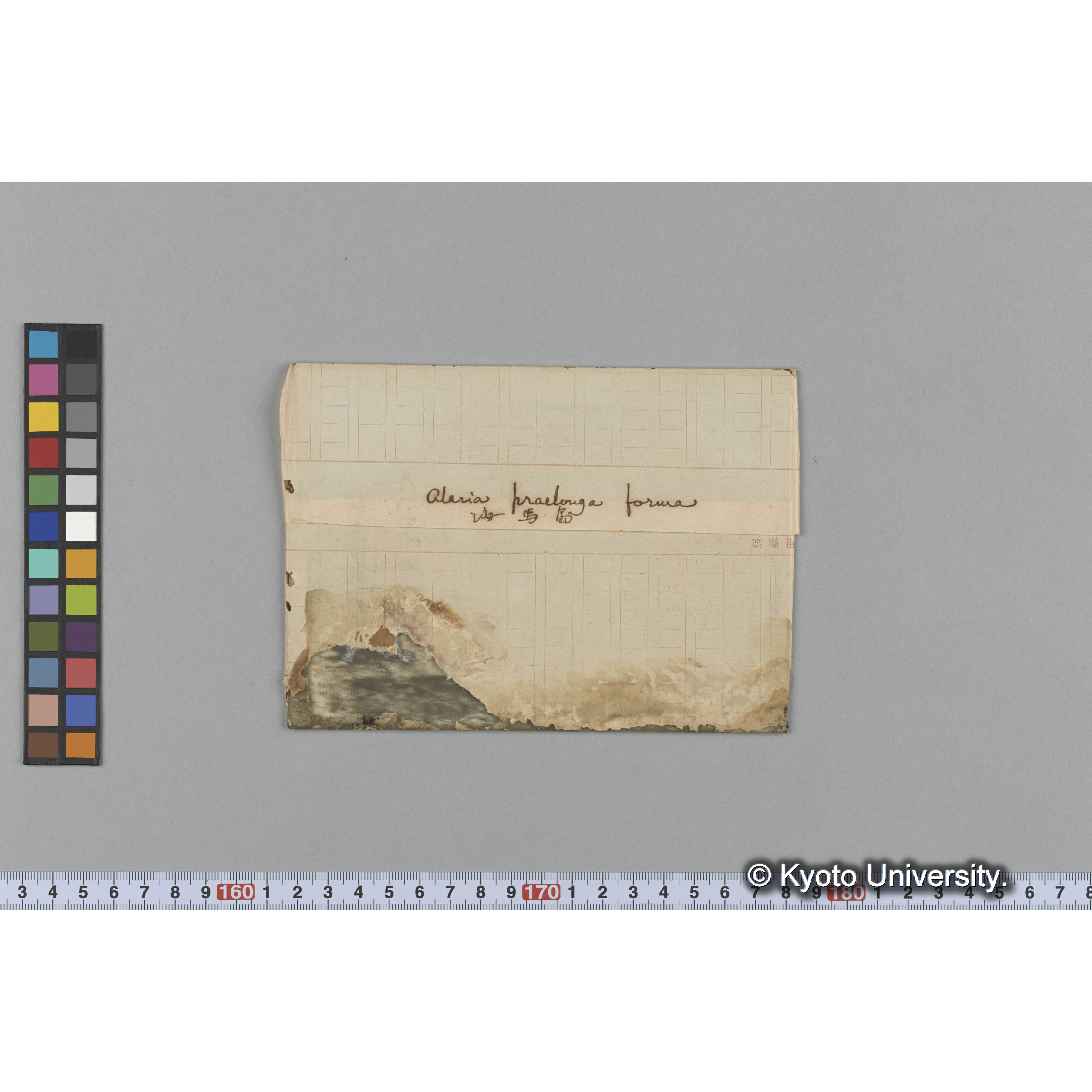 Alaria praelonga forma / 海馬島 (1)