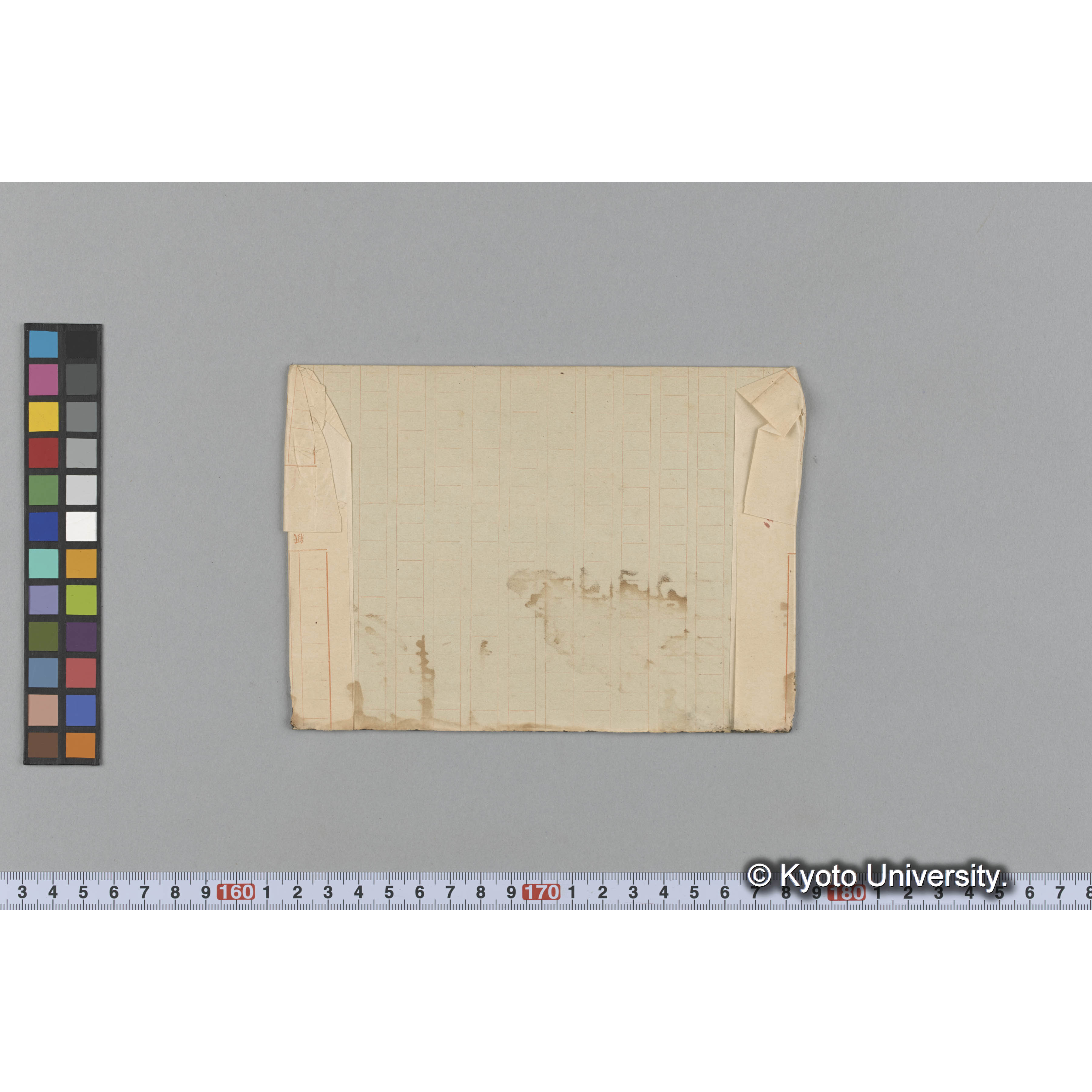 Alaria praelonga forma / 海馬島 (2)