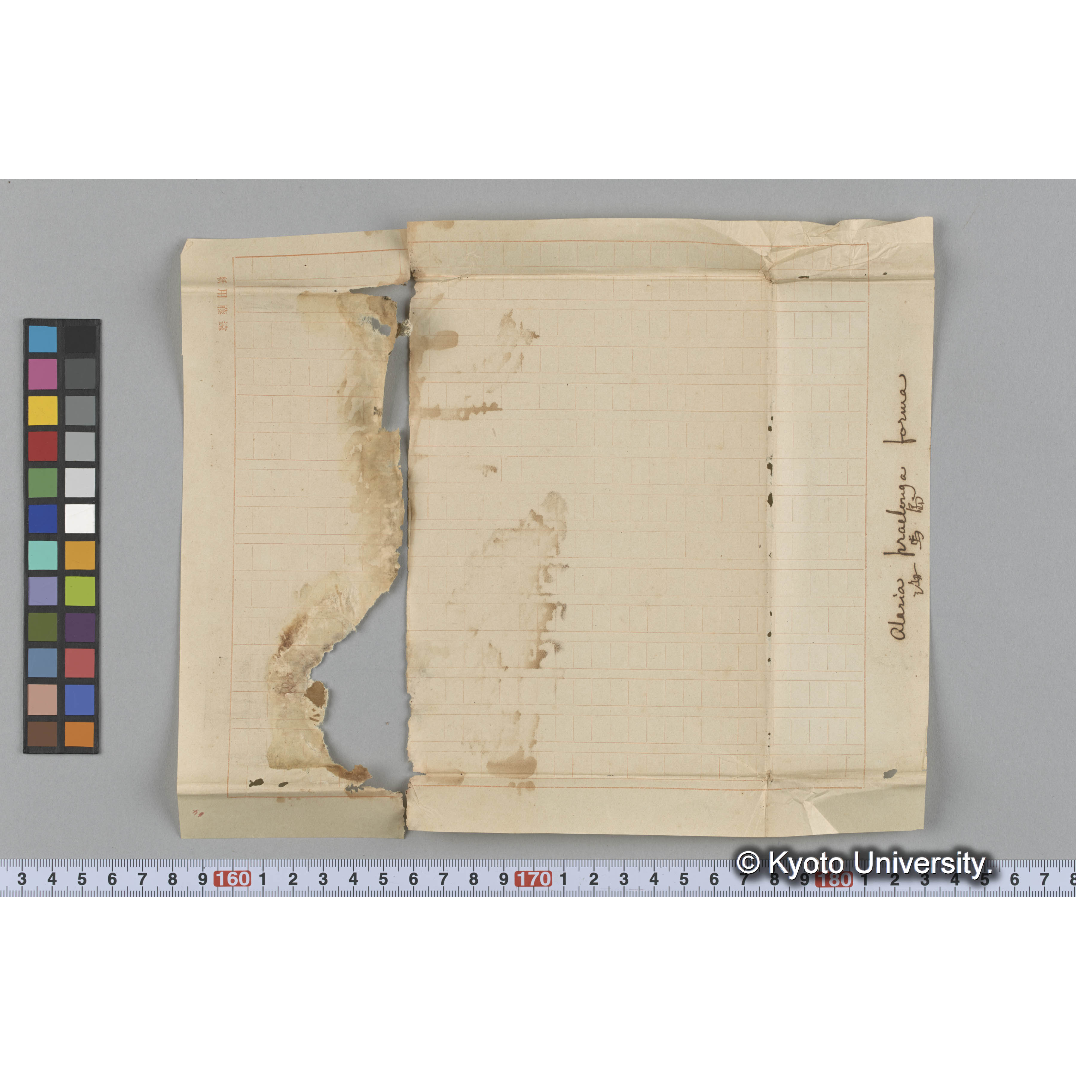 Alaria praelonga forma / 海馬島 (3)