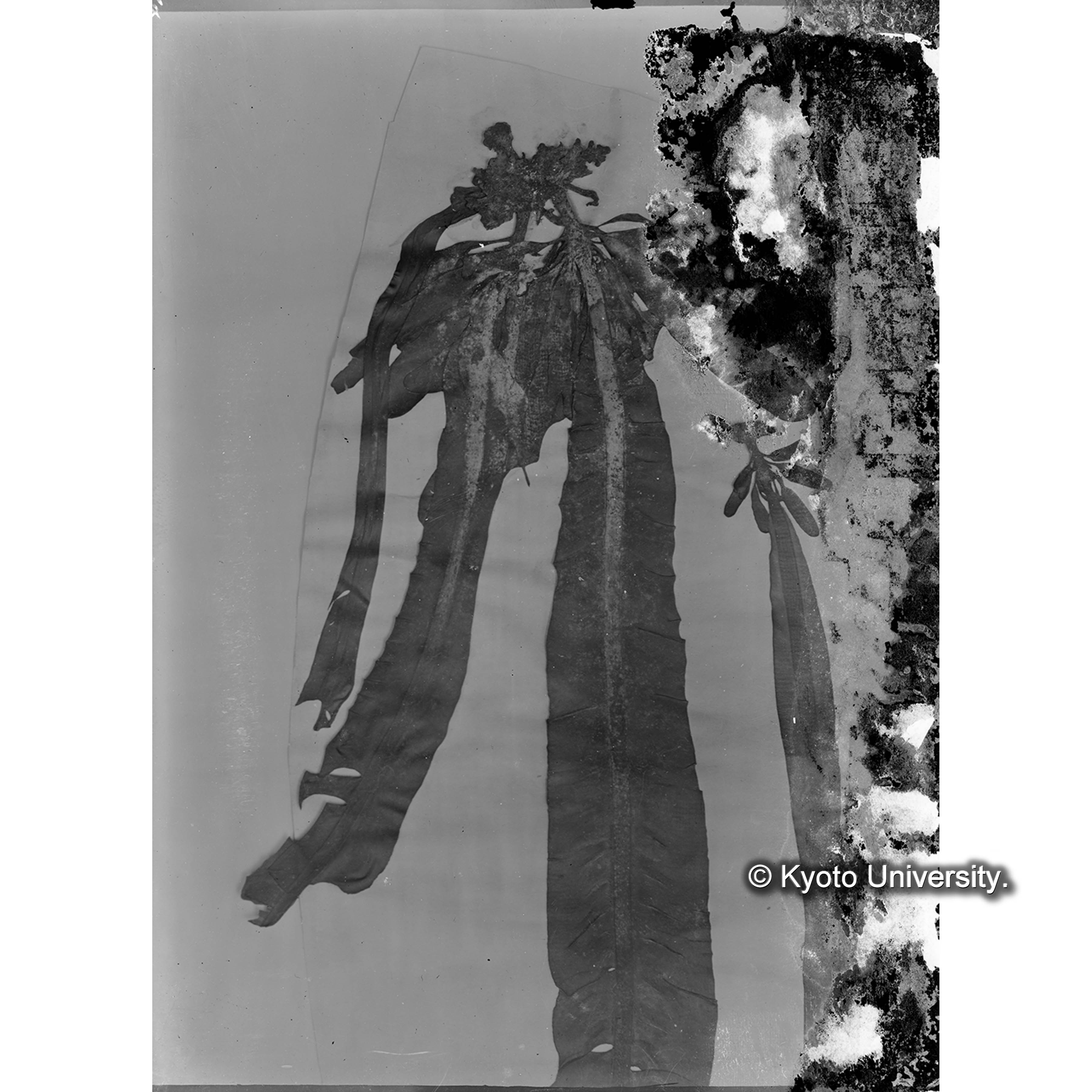 Alaria praelonga forma / 海馬島 (4)