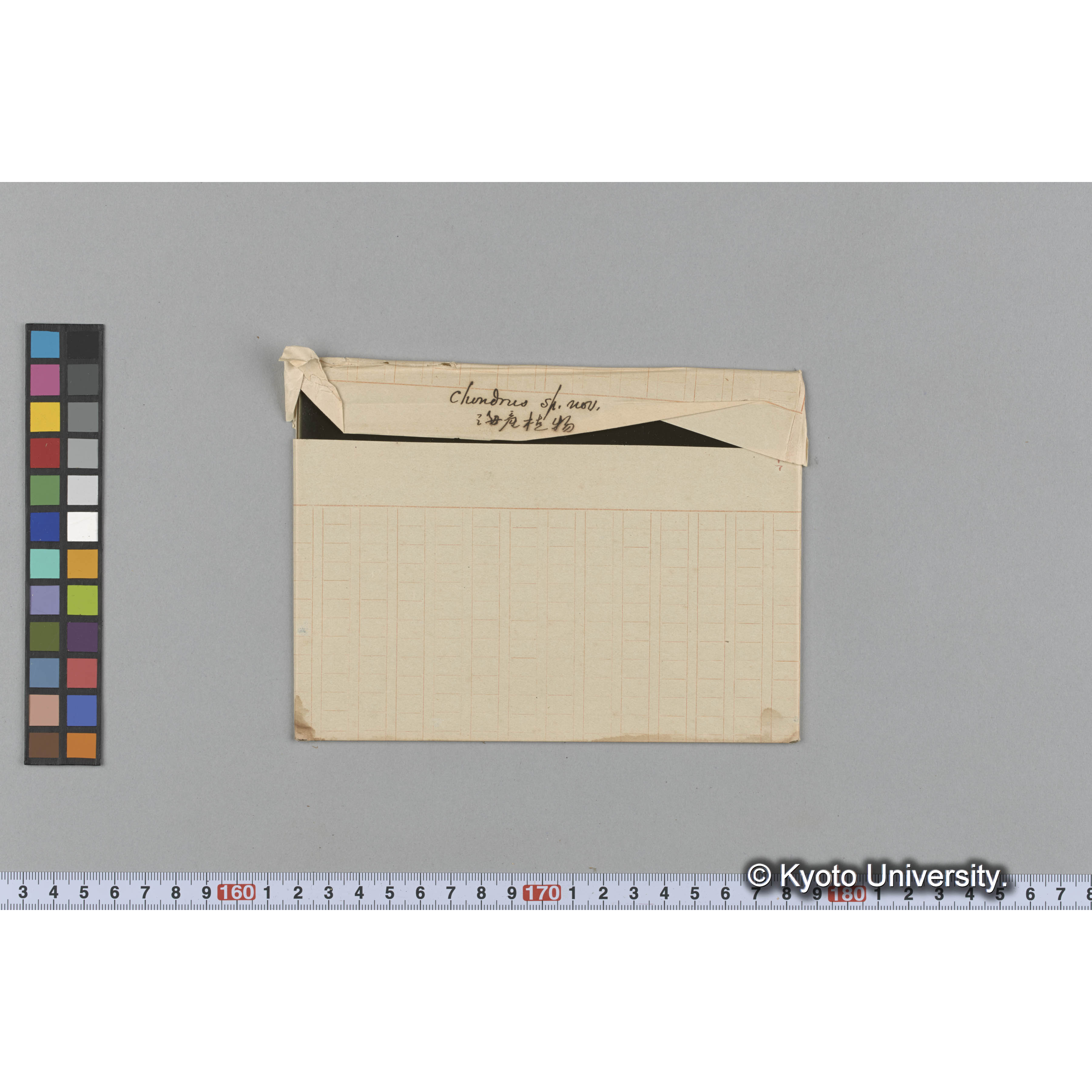 chondrus sp. nov. / 海産植物 (1)