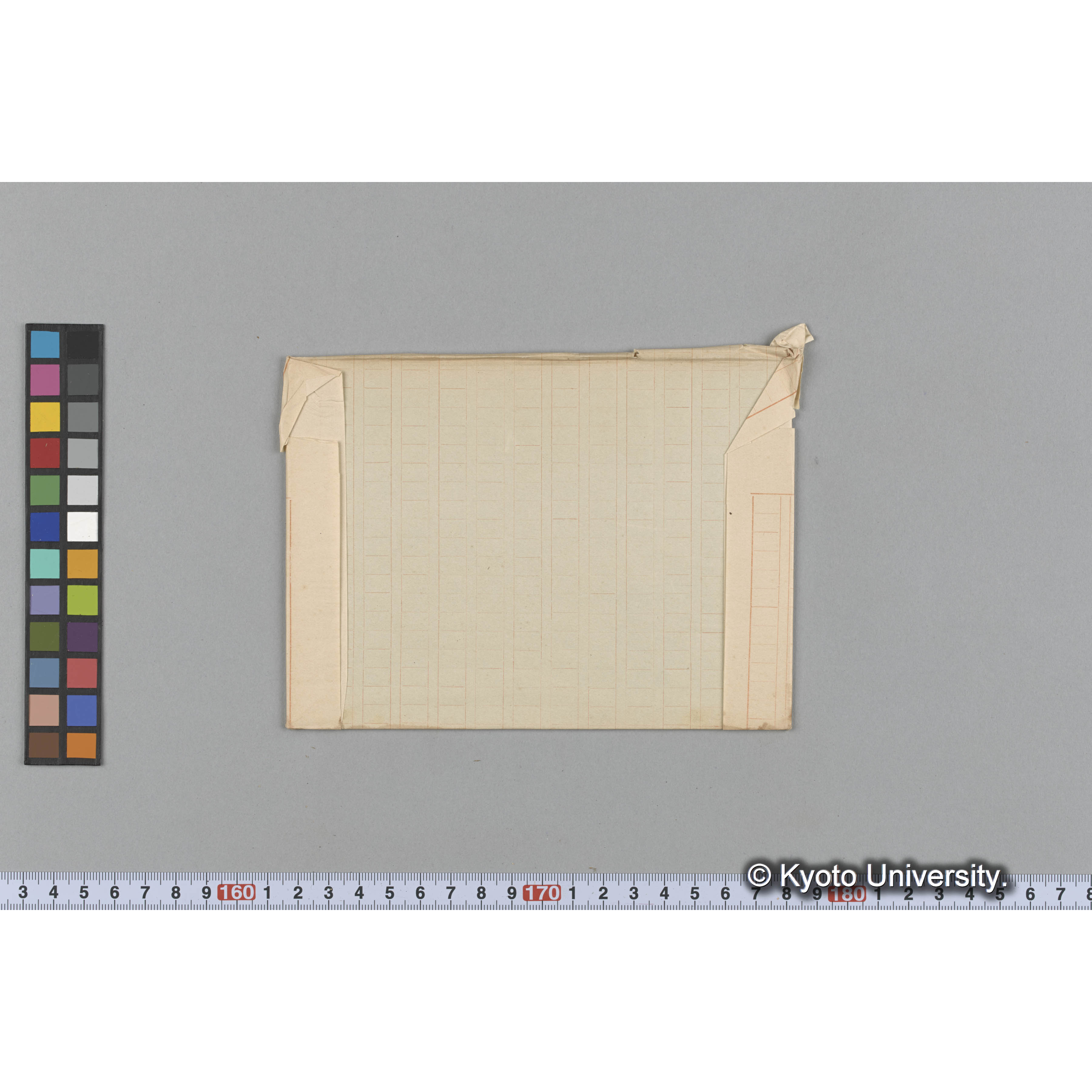 chondrus sp. nov. / 海産植物 (2)