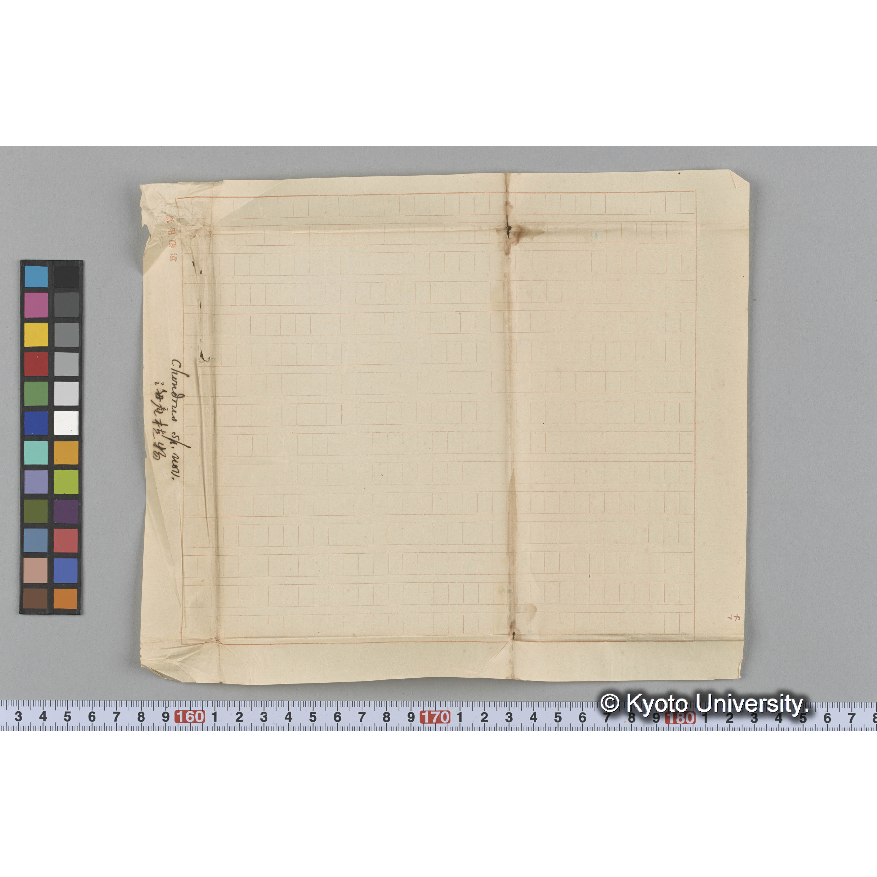 chondrus sp. nov. / 海産植物 (3)