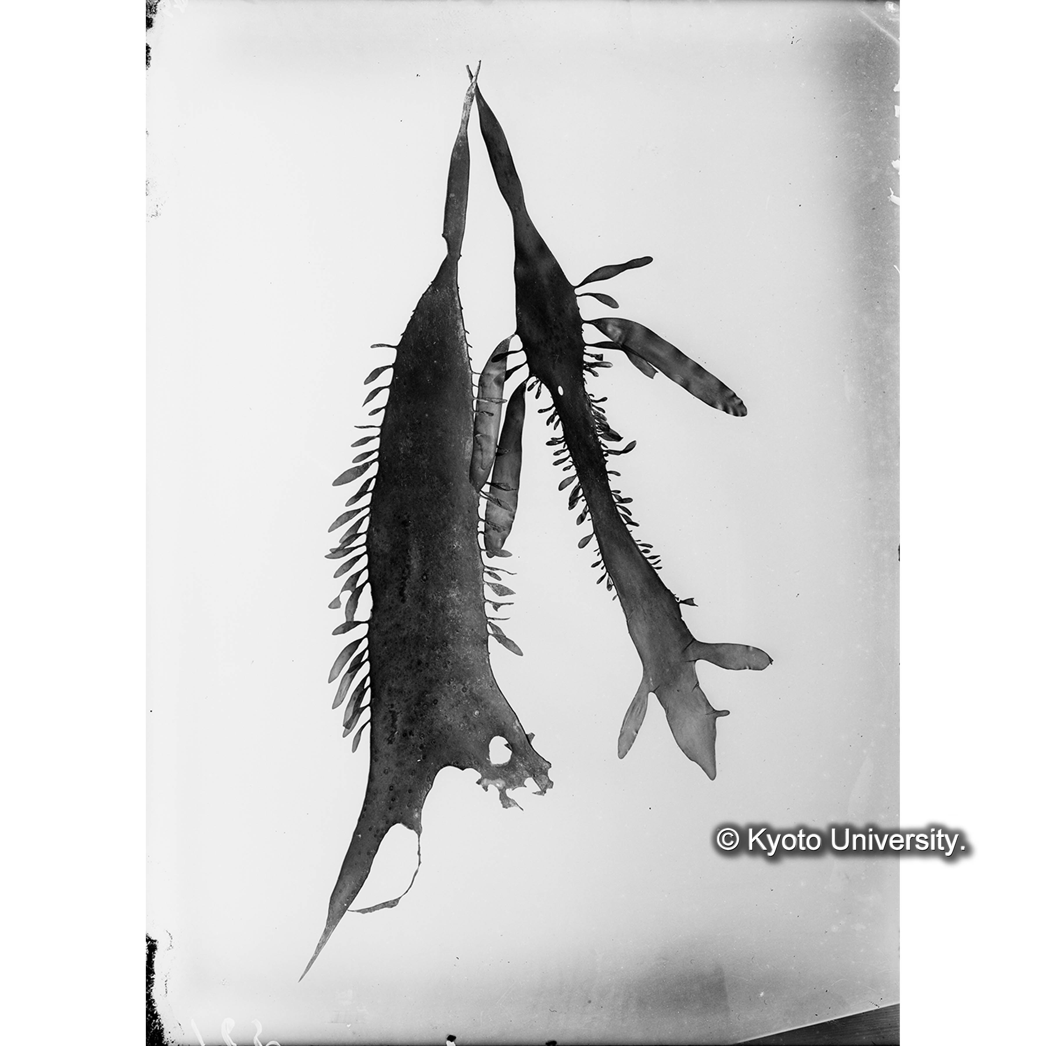 chondrus sp. nov. / 海産植物 (4)