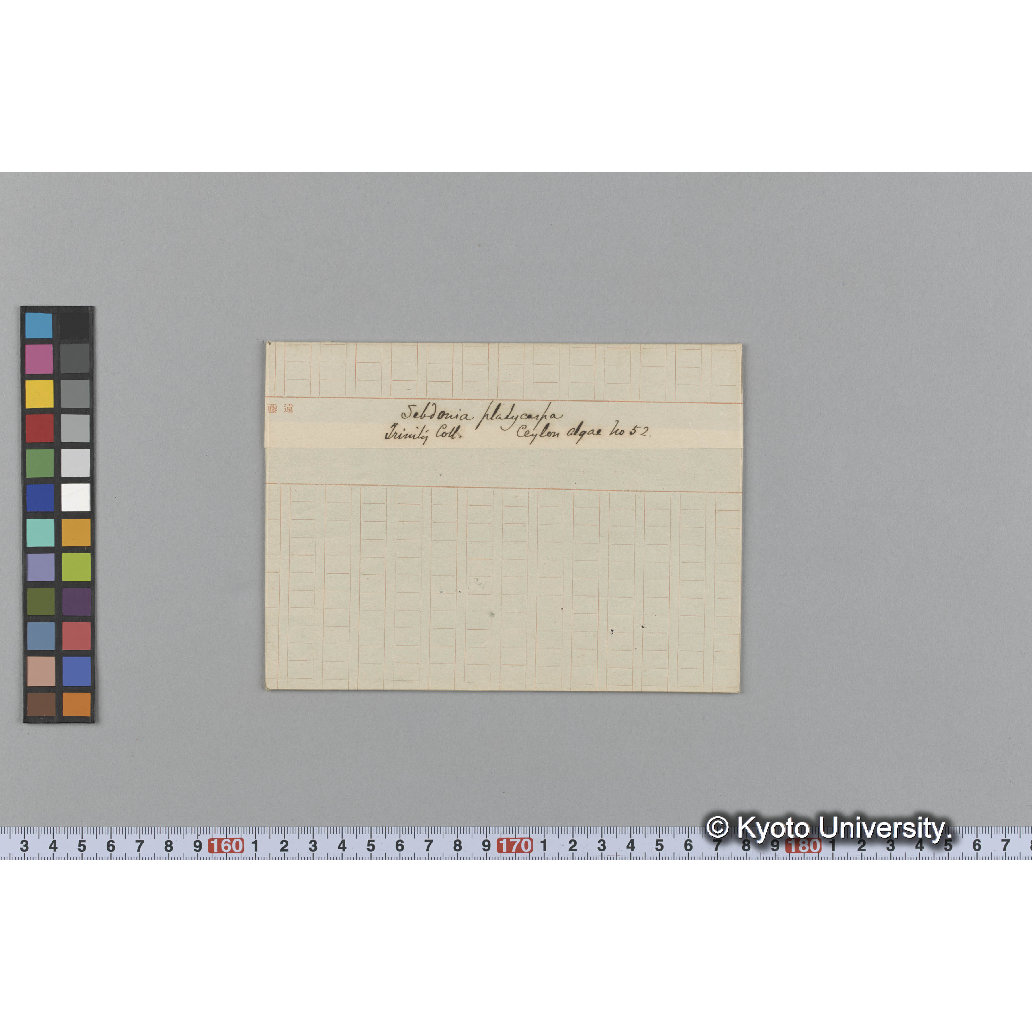 Sebdonia platycarpa / Trinity Coll. / Ceylon algae No.52 （写真帳番号 106） (1)