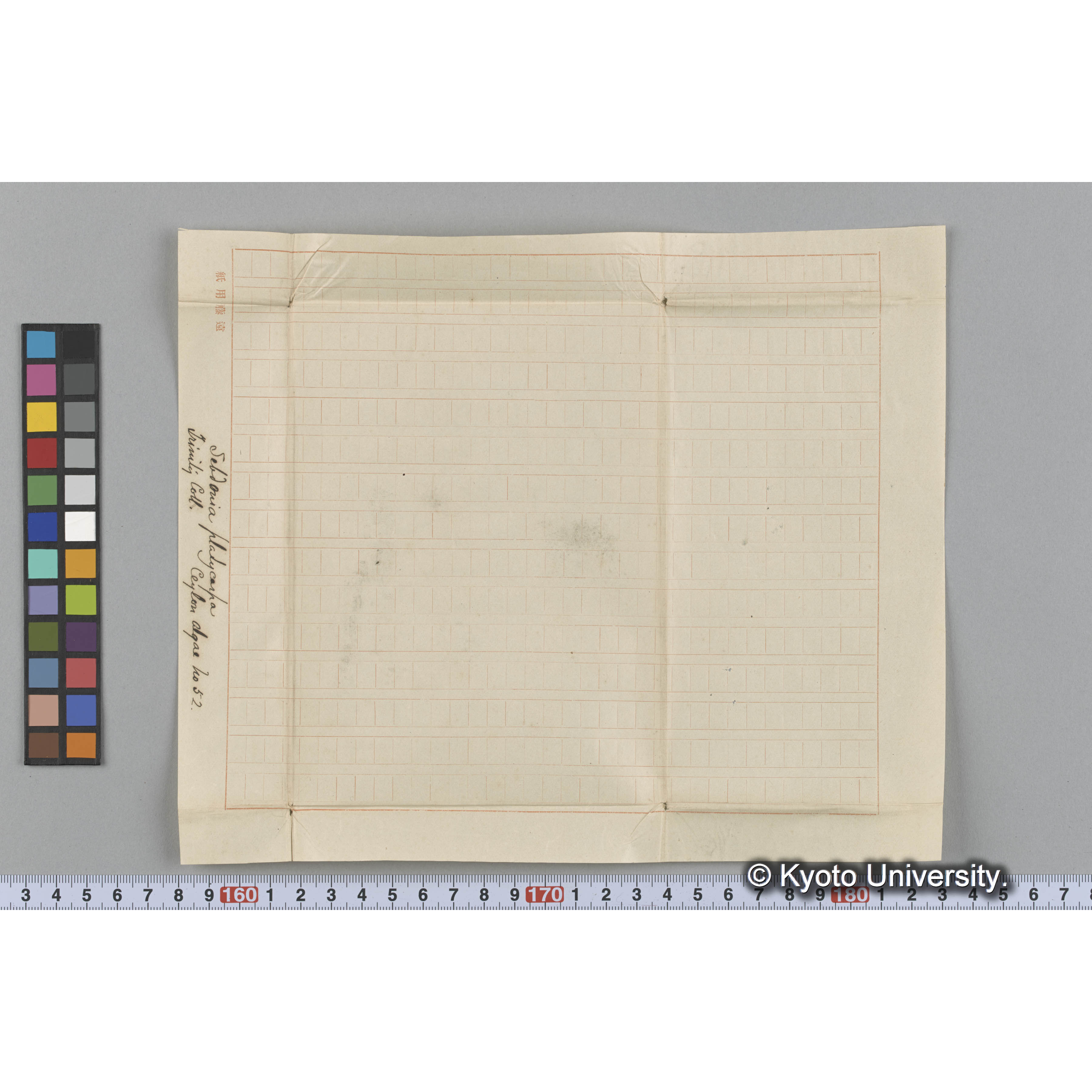 Sebdonia platycarpa / Trinity Coll. / Ceylon algae No.52 （写真帳番号 106） (3)