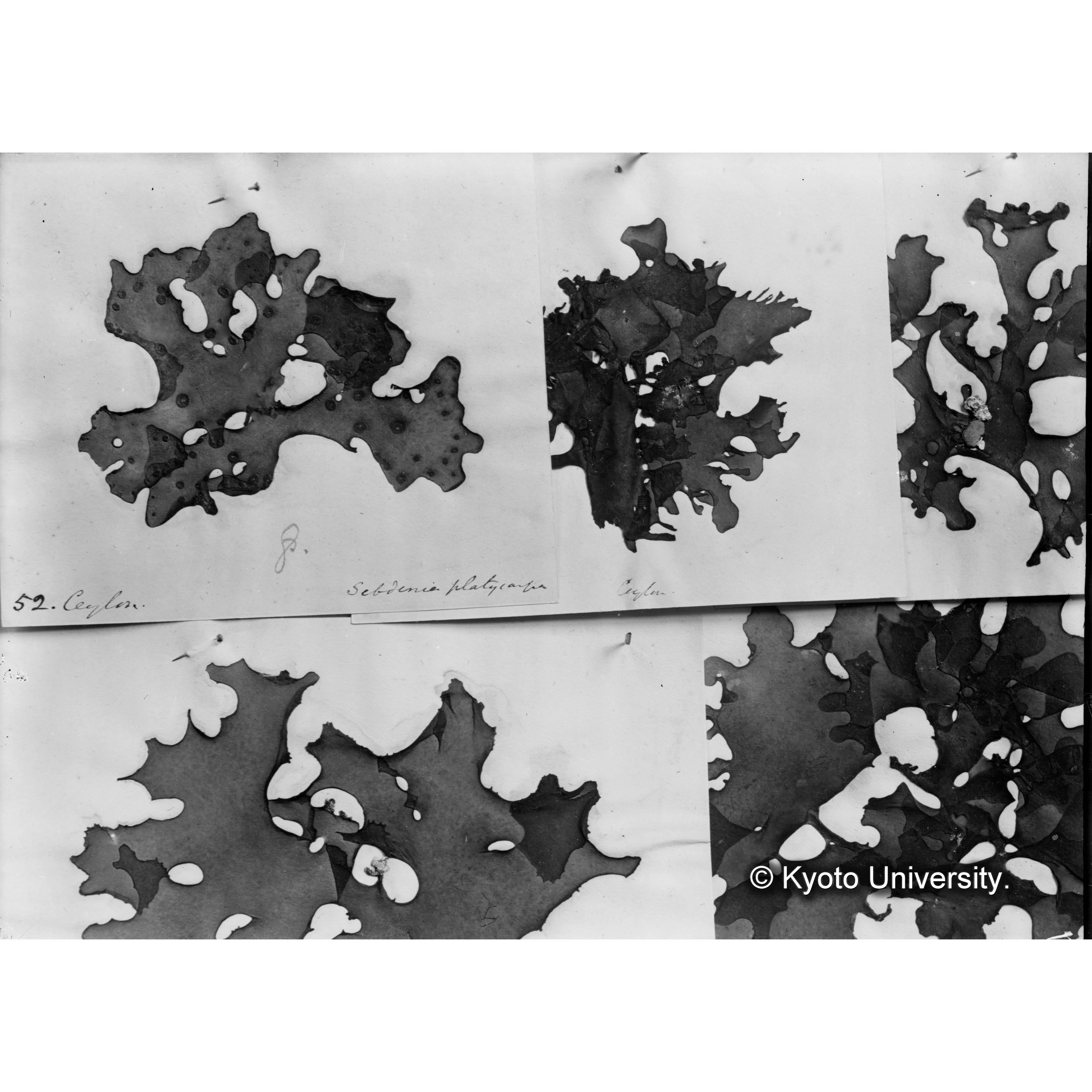 Sebdonia platycarpa / Trinity Coll. / Ceylon algae No.52 （写真帳番号 106） (4)