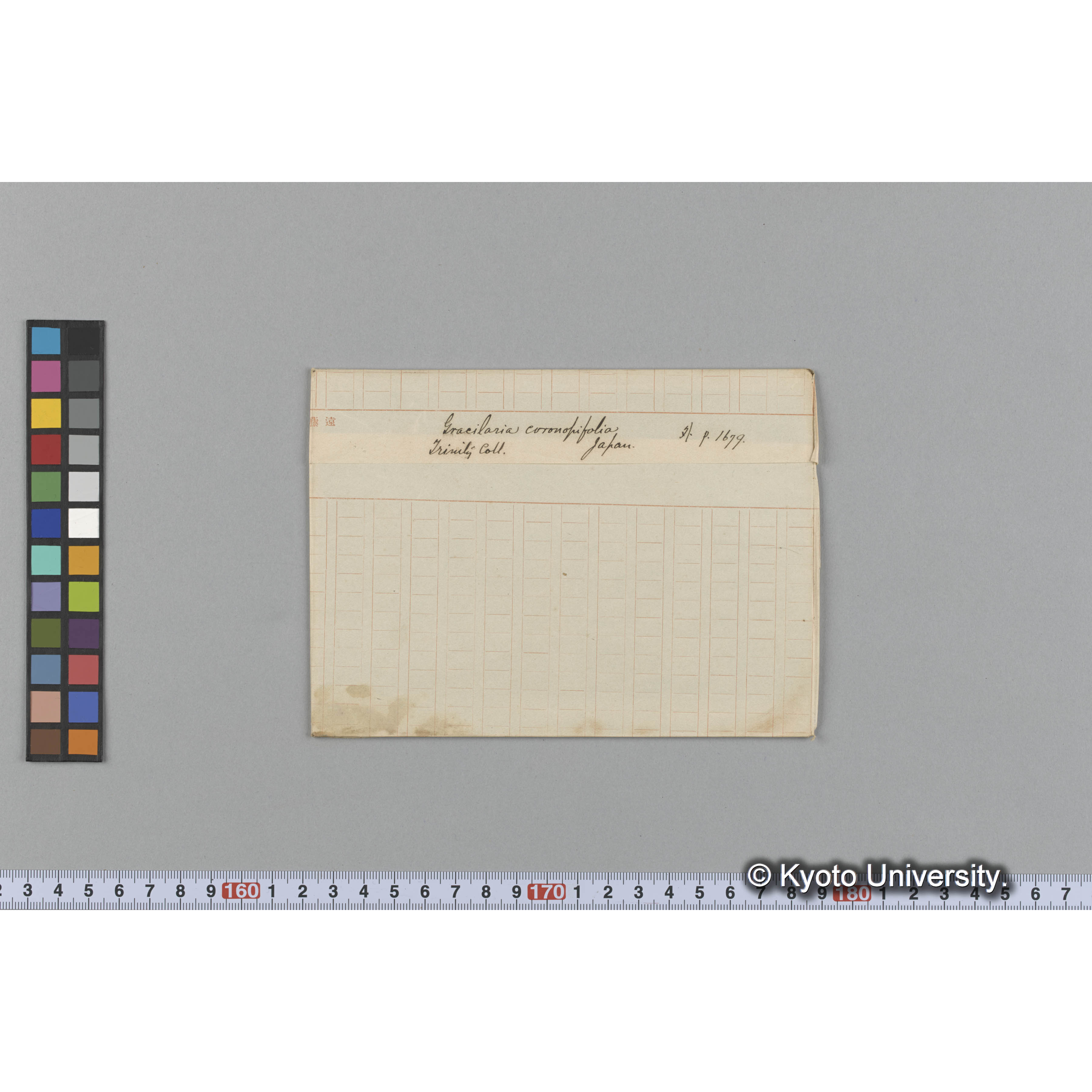 Gracilaria coronopifolia / Japan / Trinity Coll. / 外 p.1679 （写真帳番号 47） (1)