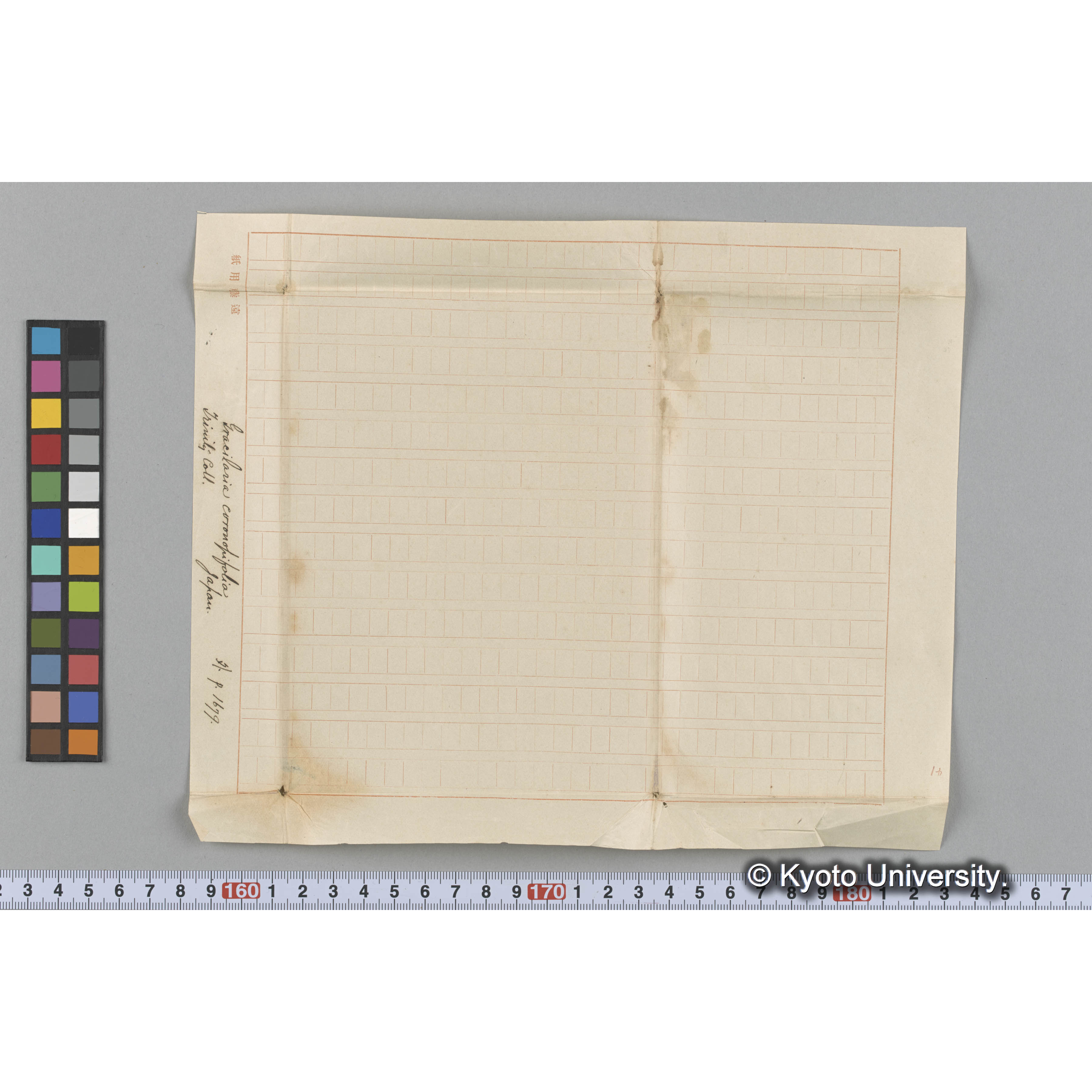 Gracilaria coronopifolia / Japan / Trinity Coll. / 外 p.1679 （写真帳番号 47） (3)