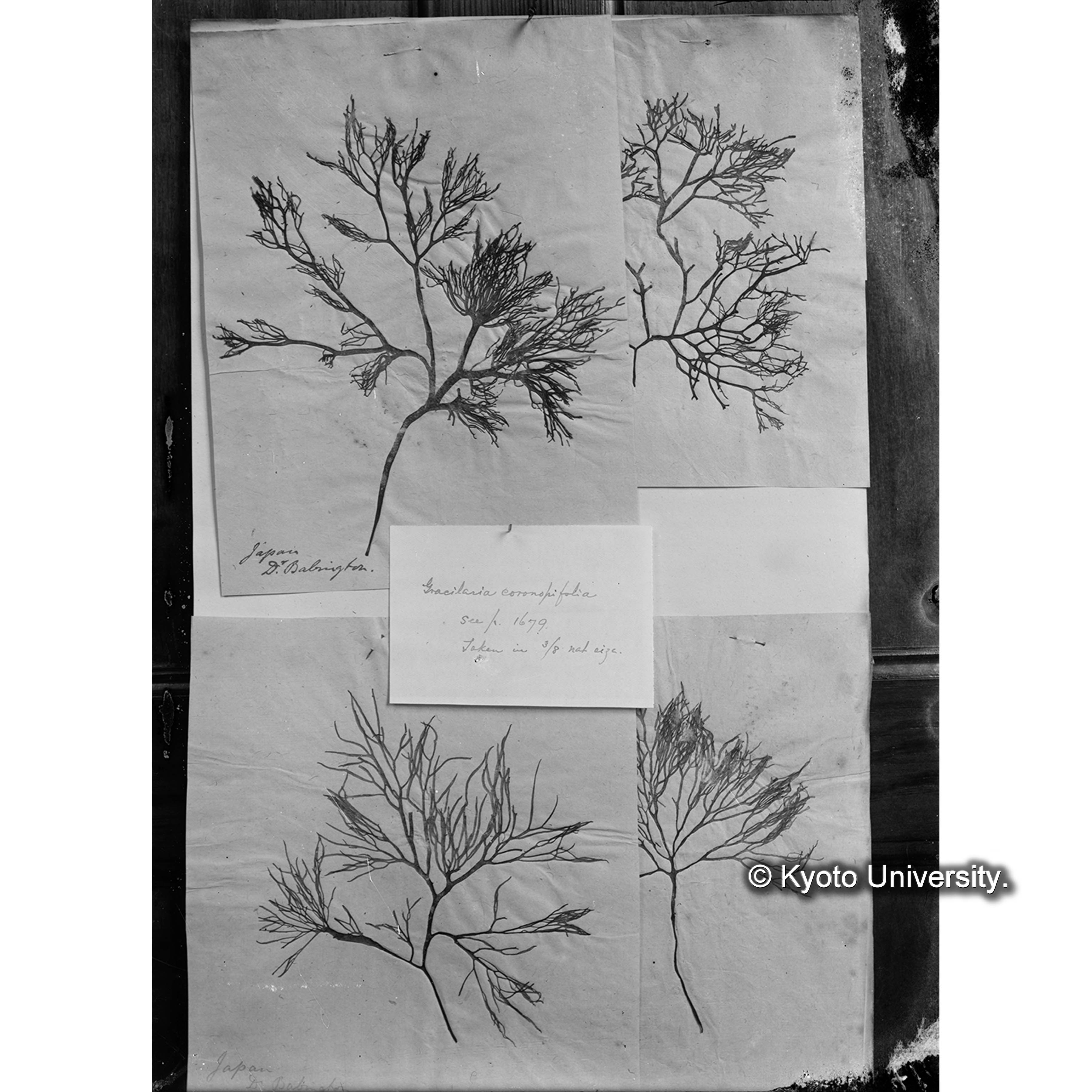 Gracilaria coronopifolia / Japan / Trinity Coll. / 外 p.1679 （写真帳番号 47） (4)