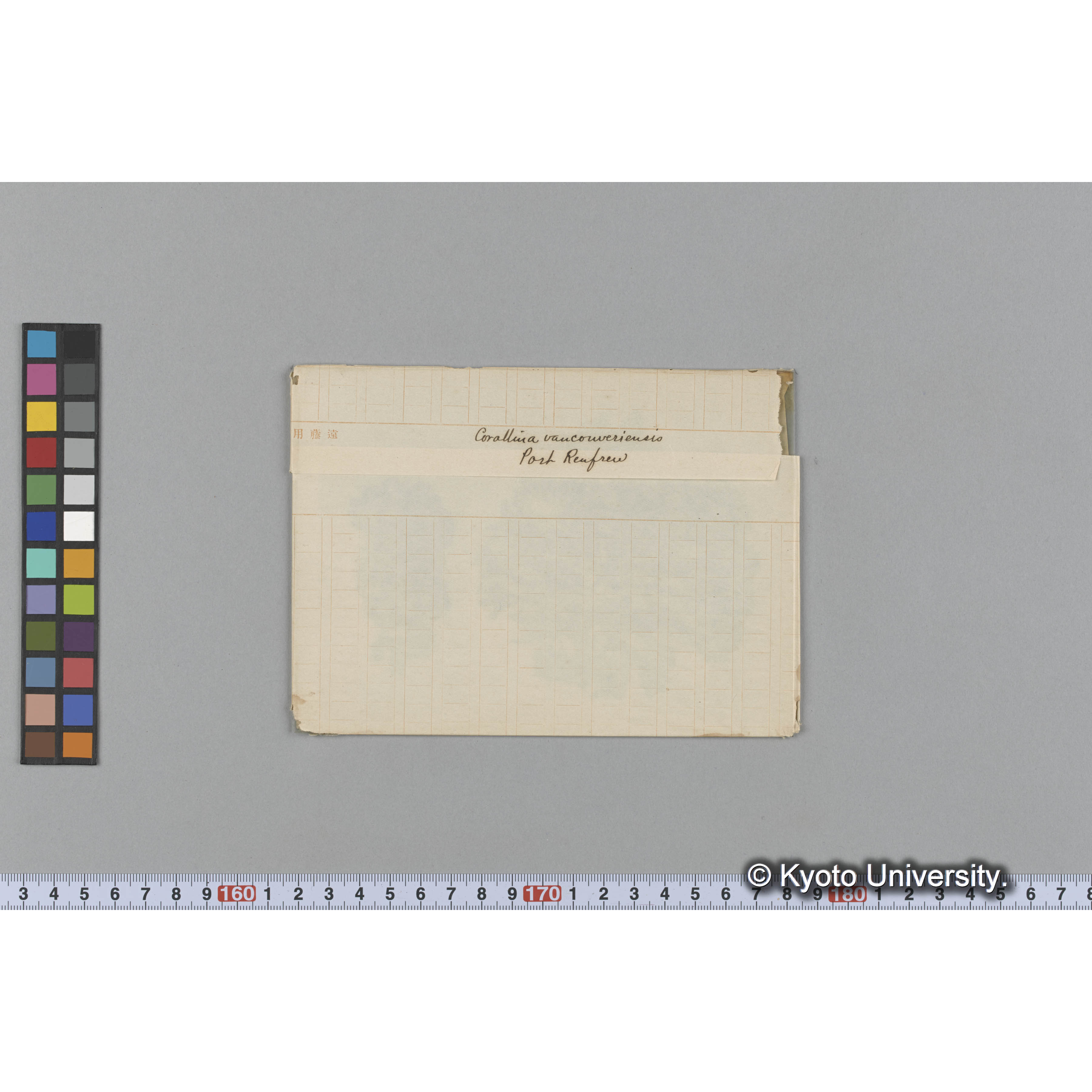 Corallina vancouveriensis / Port Renfrew (1)