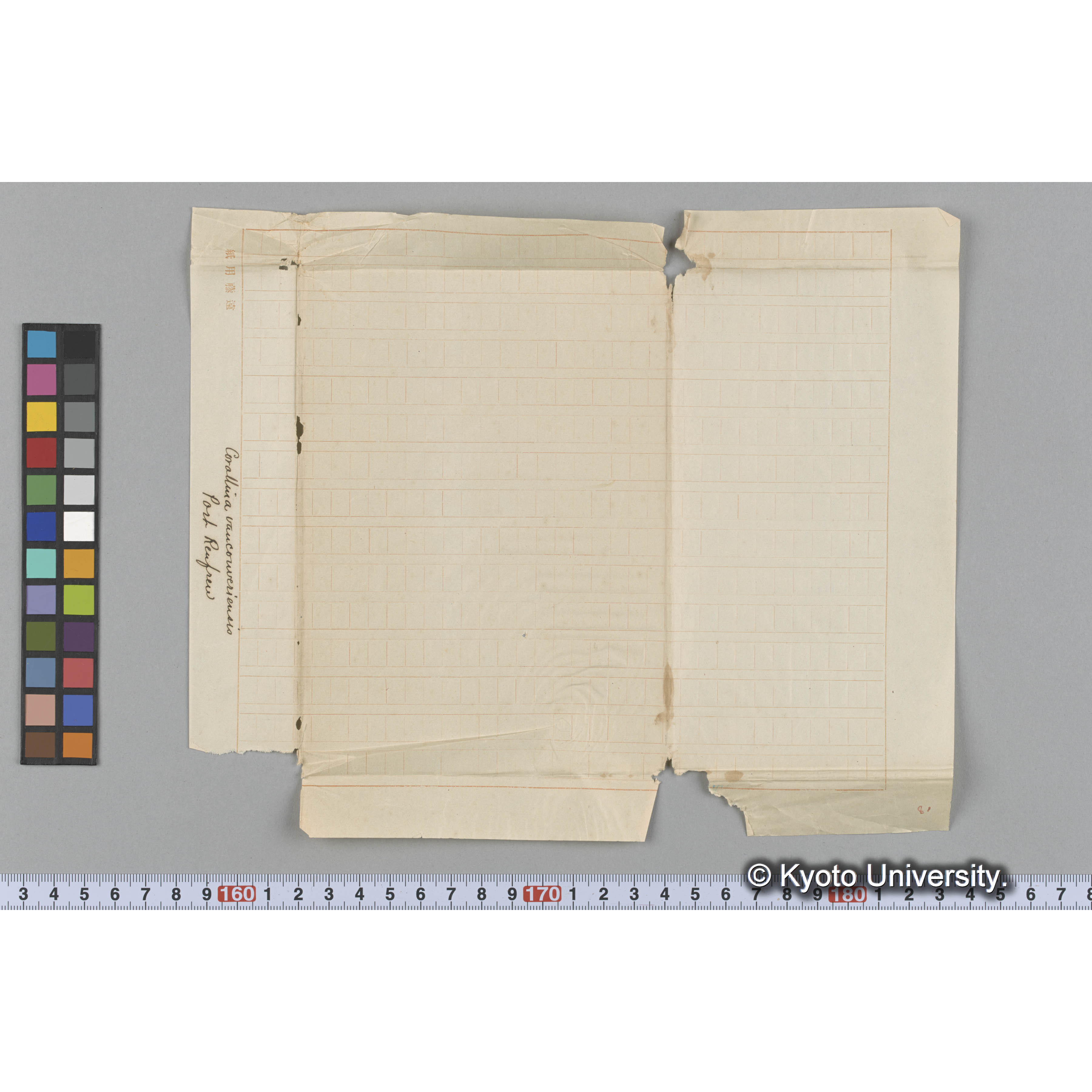 Corallina vancouveriensis / Port Renfrew (3)