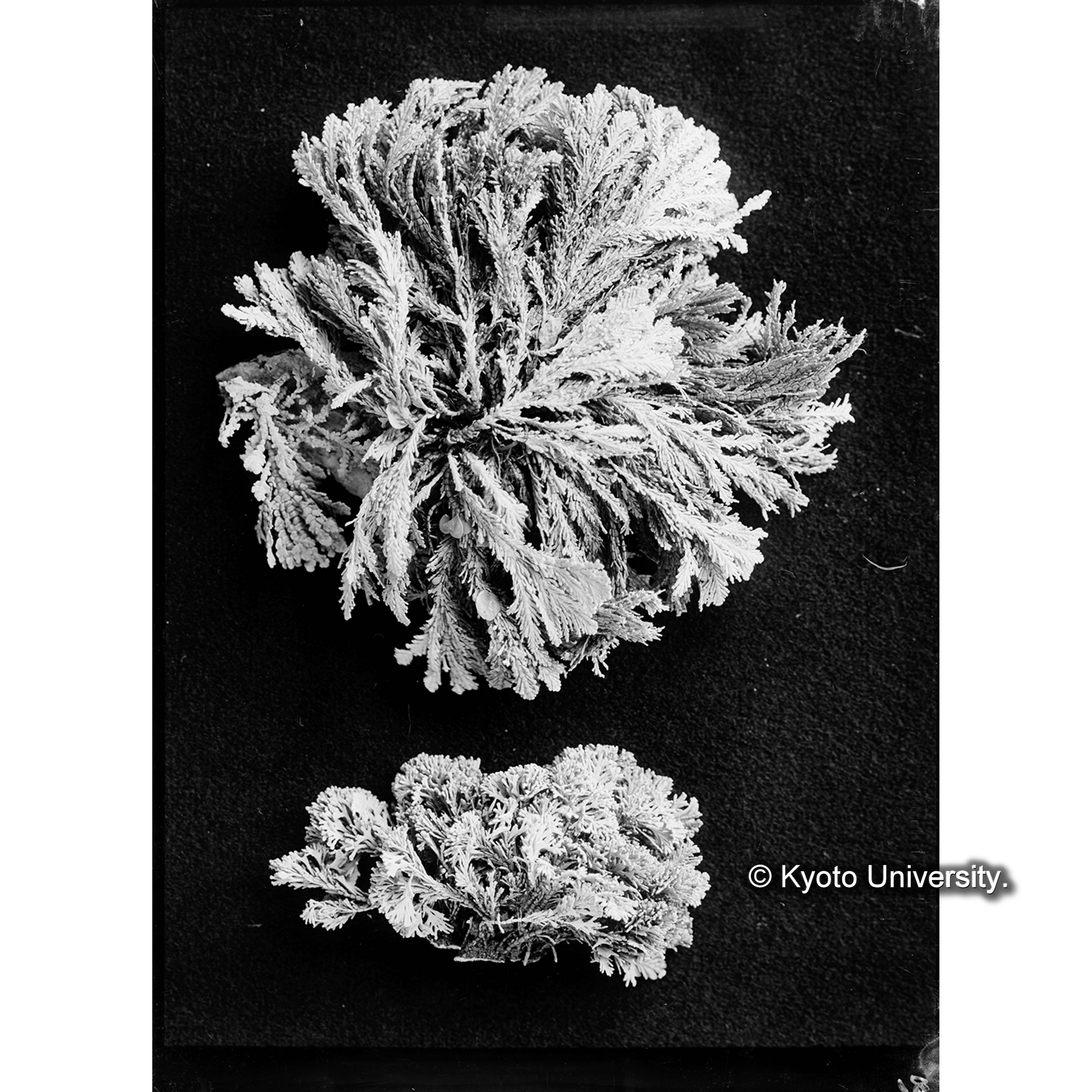 Corallina vancouveriensis / Port Renfrew (4)