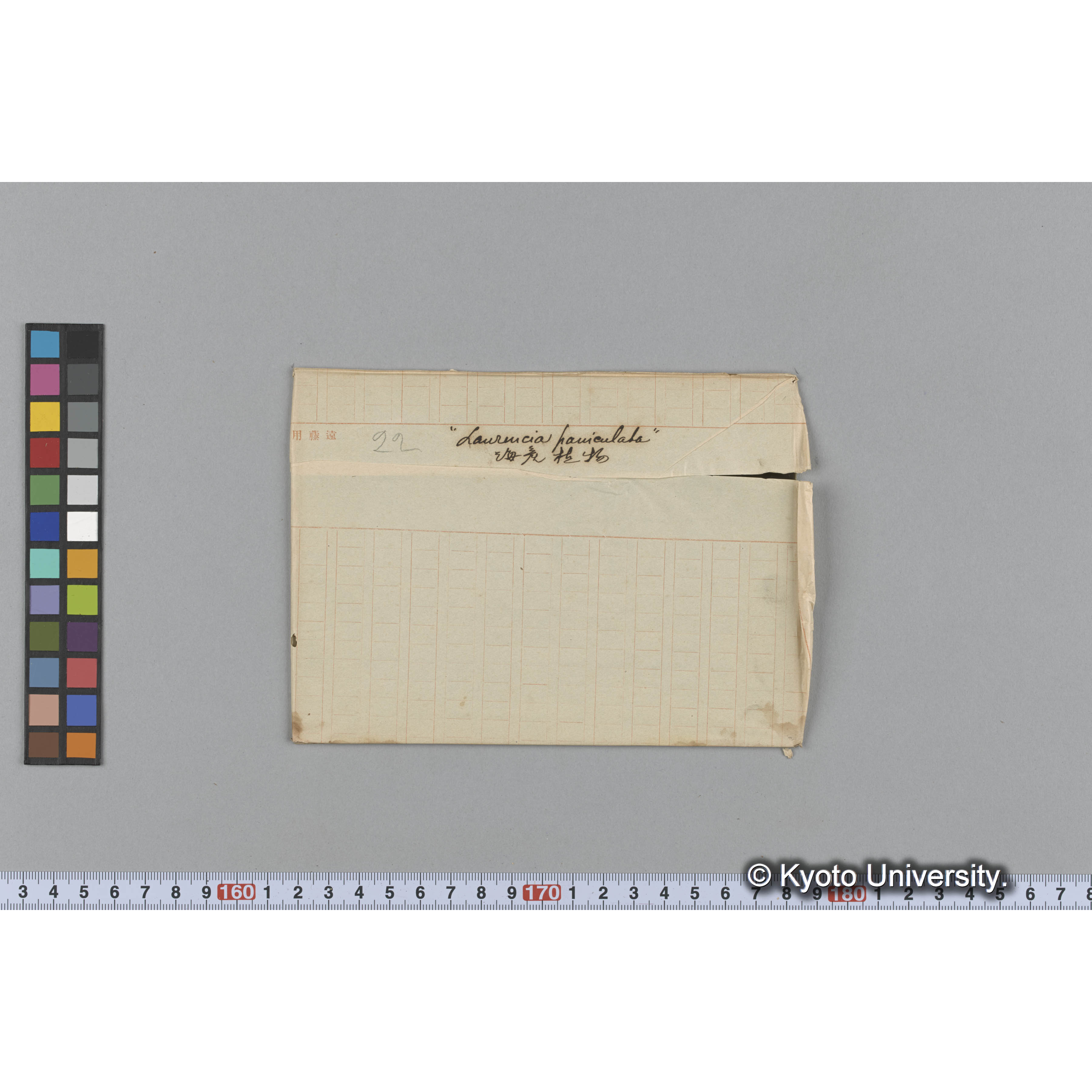 "Laurencia paniculata" / 海産植物 (1)