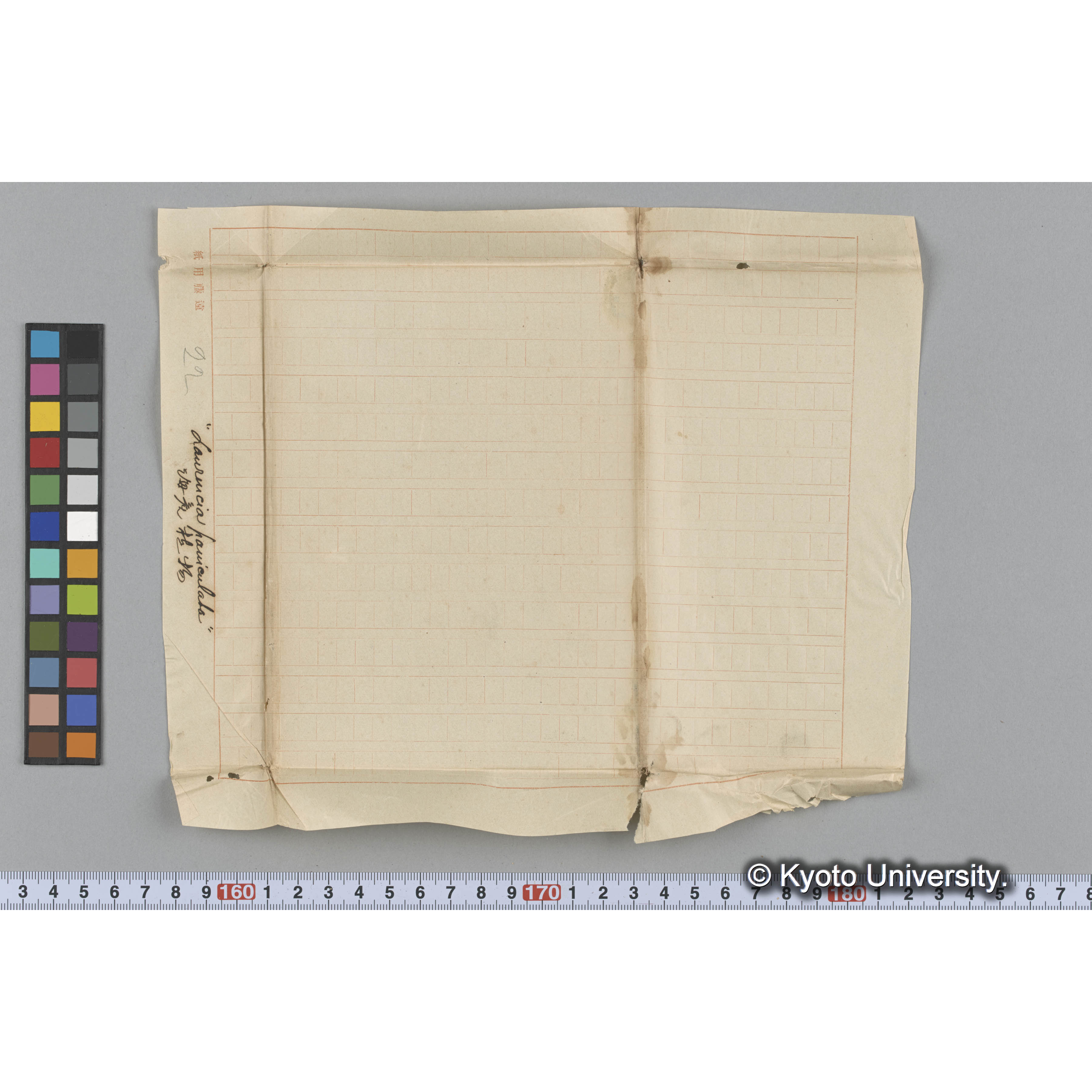 "Laurencia paniculata" / 海産植物 (3)