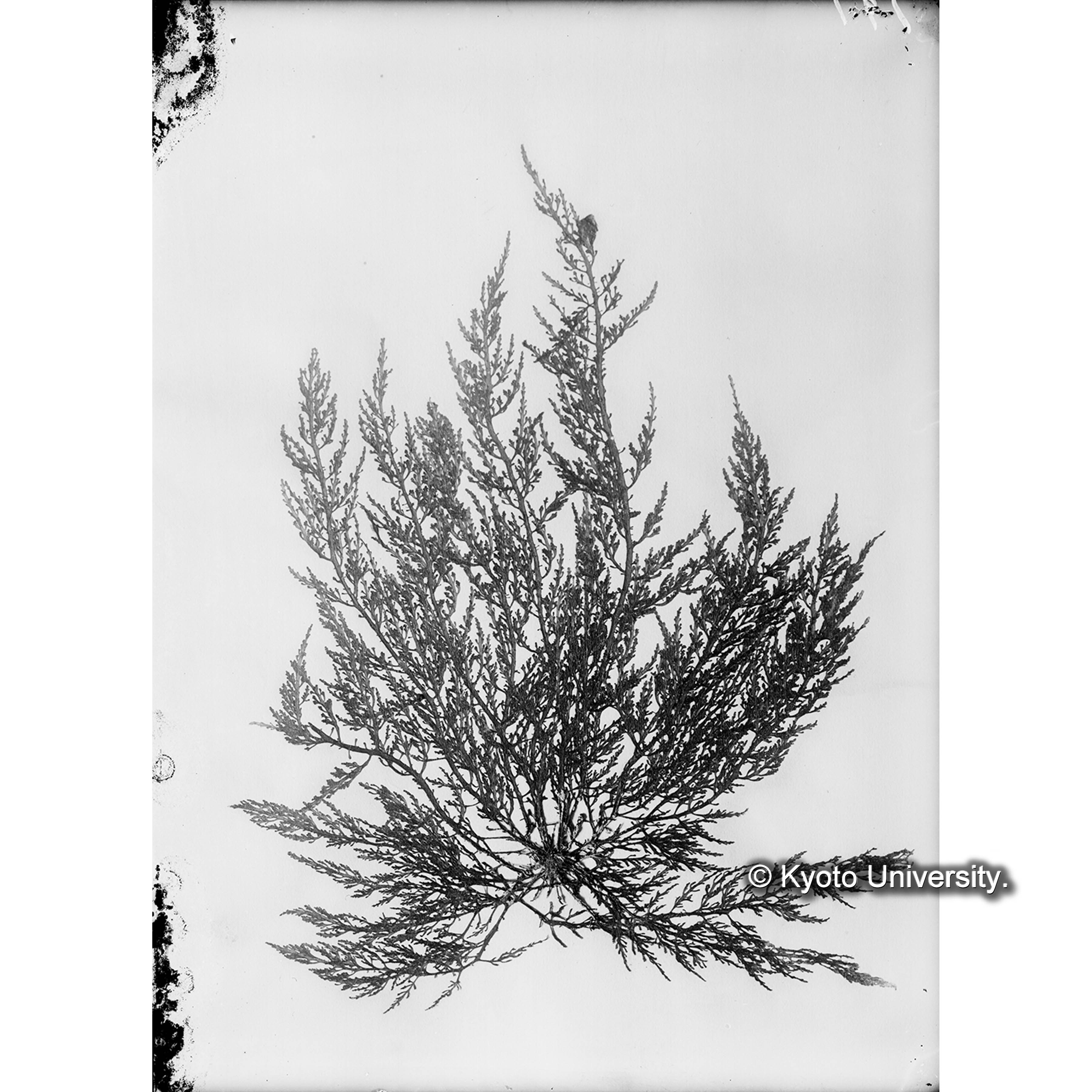 "Laurencia paniculata" / 海産植物 (4)